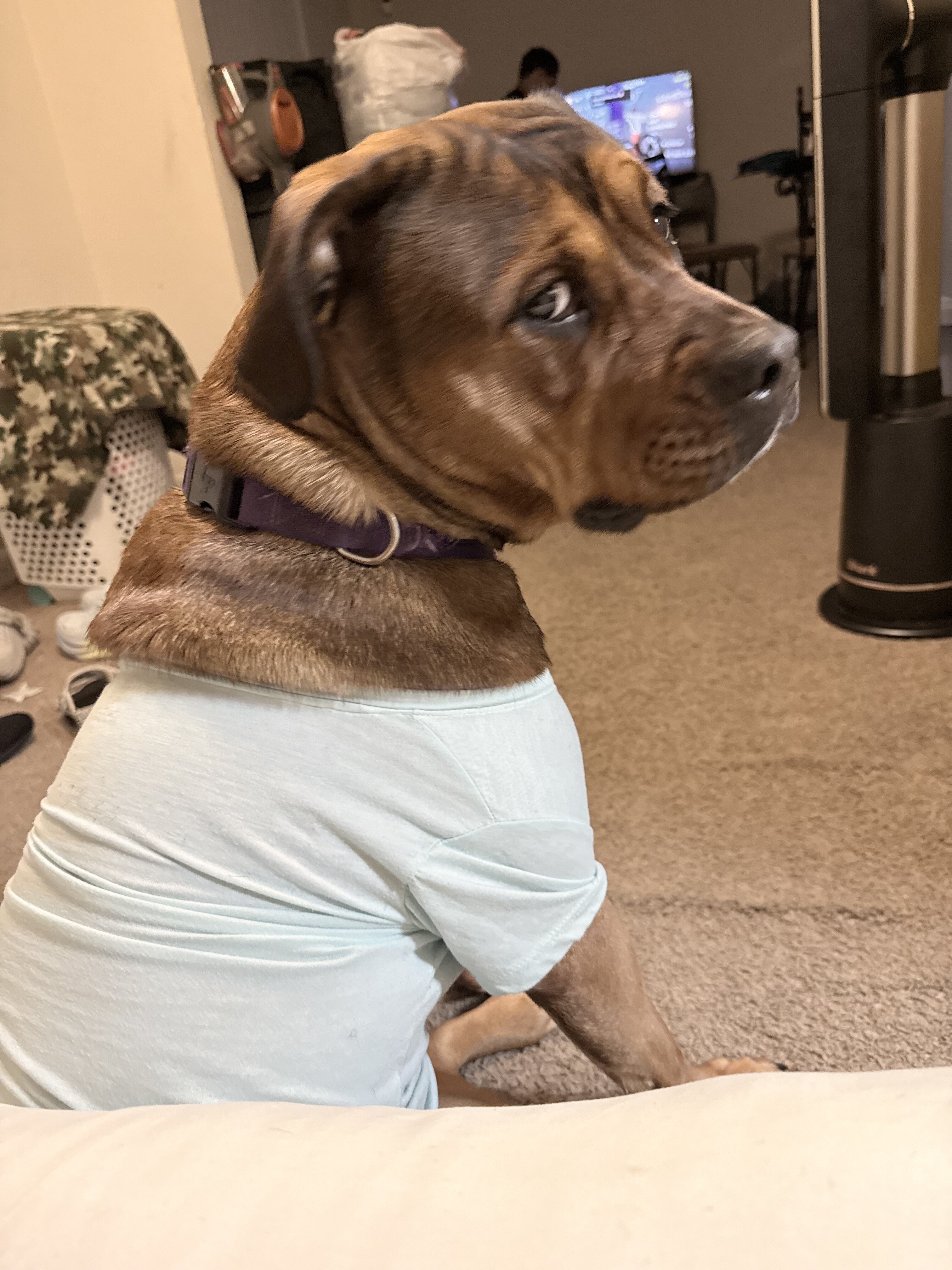Duchess needs a home image 2
