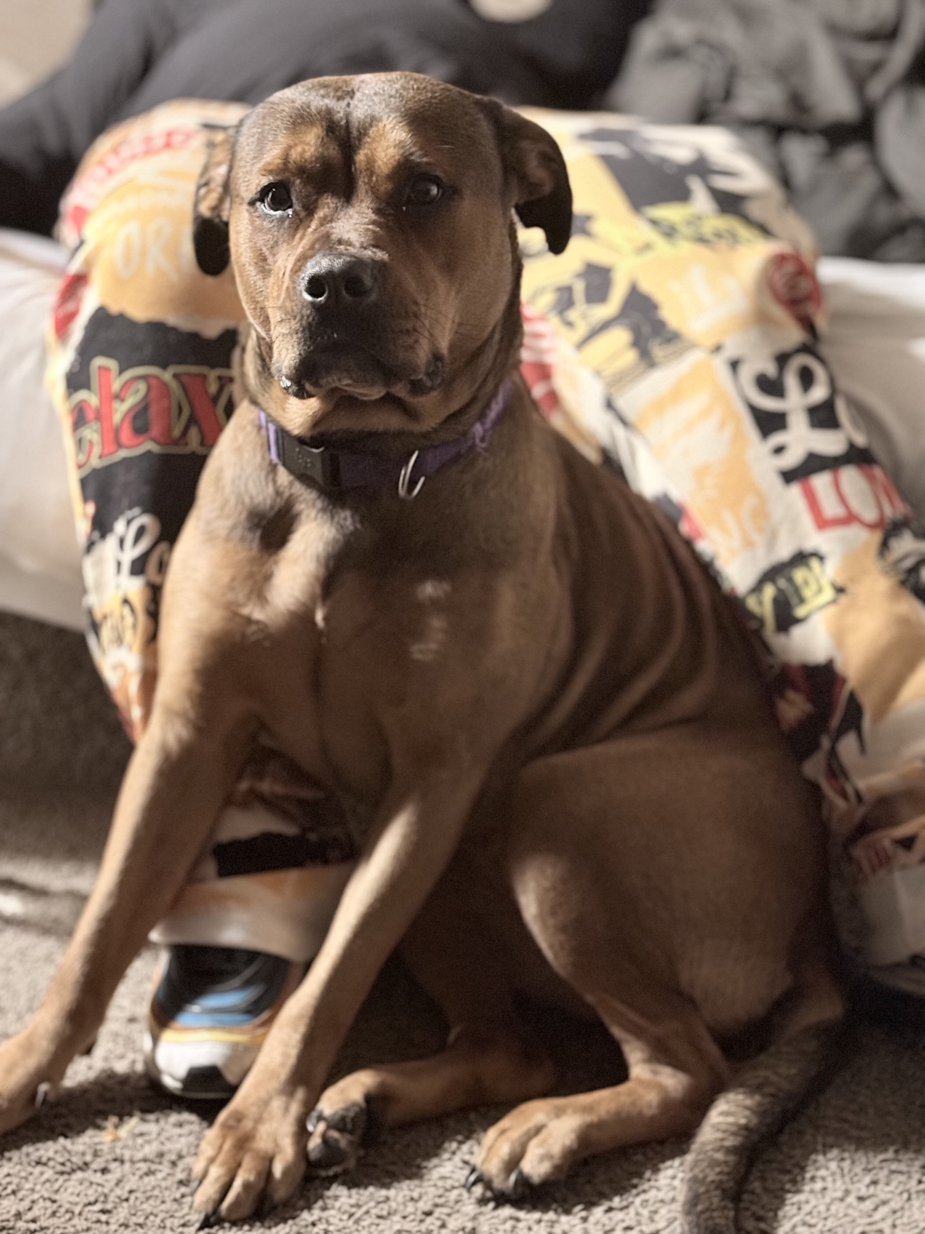 Duchess needs a home image 1