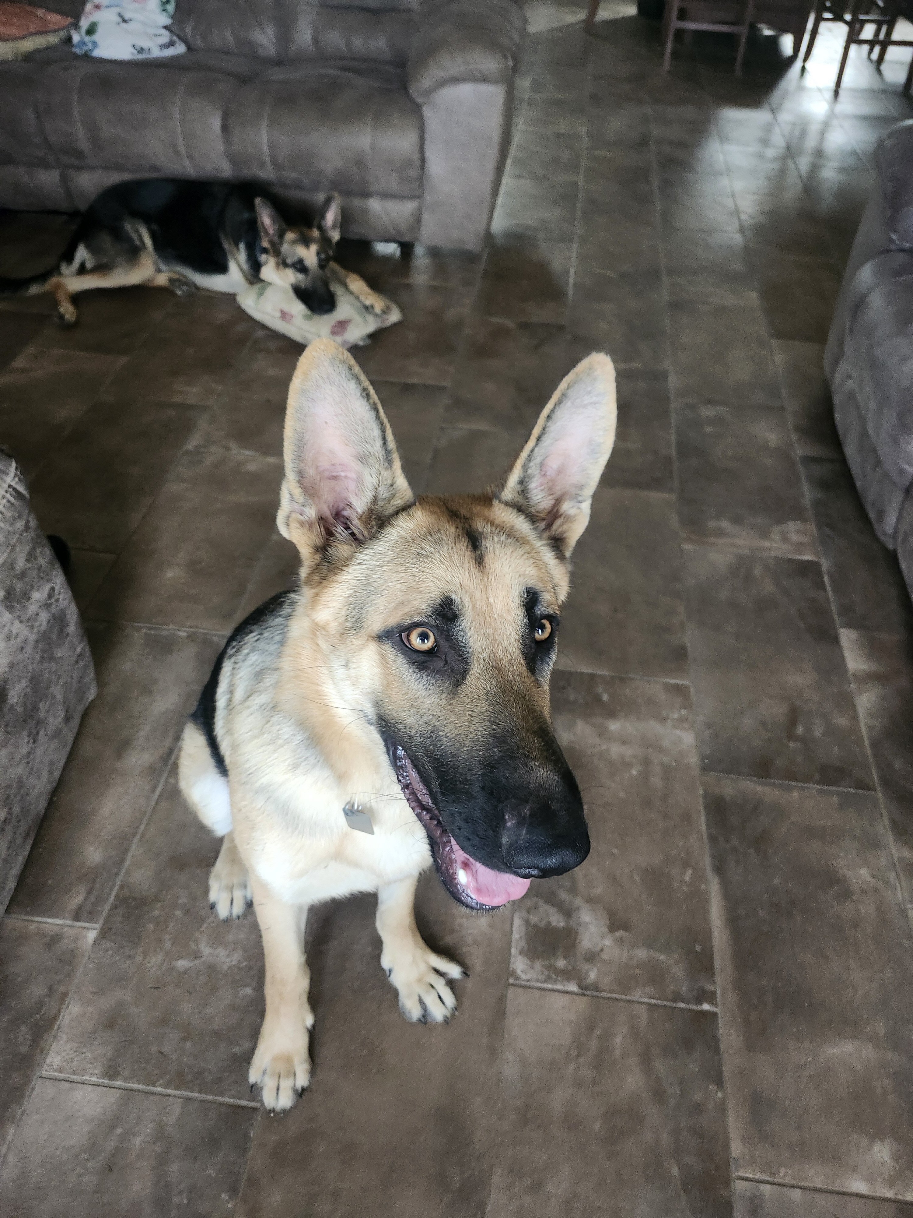 GSD Puppy, 1 Male image 1