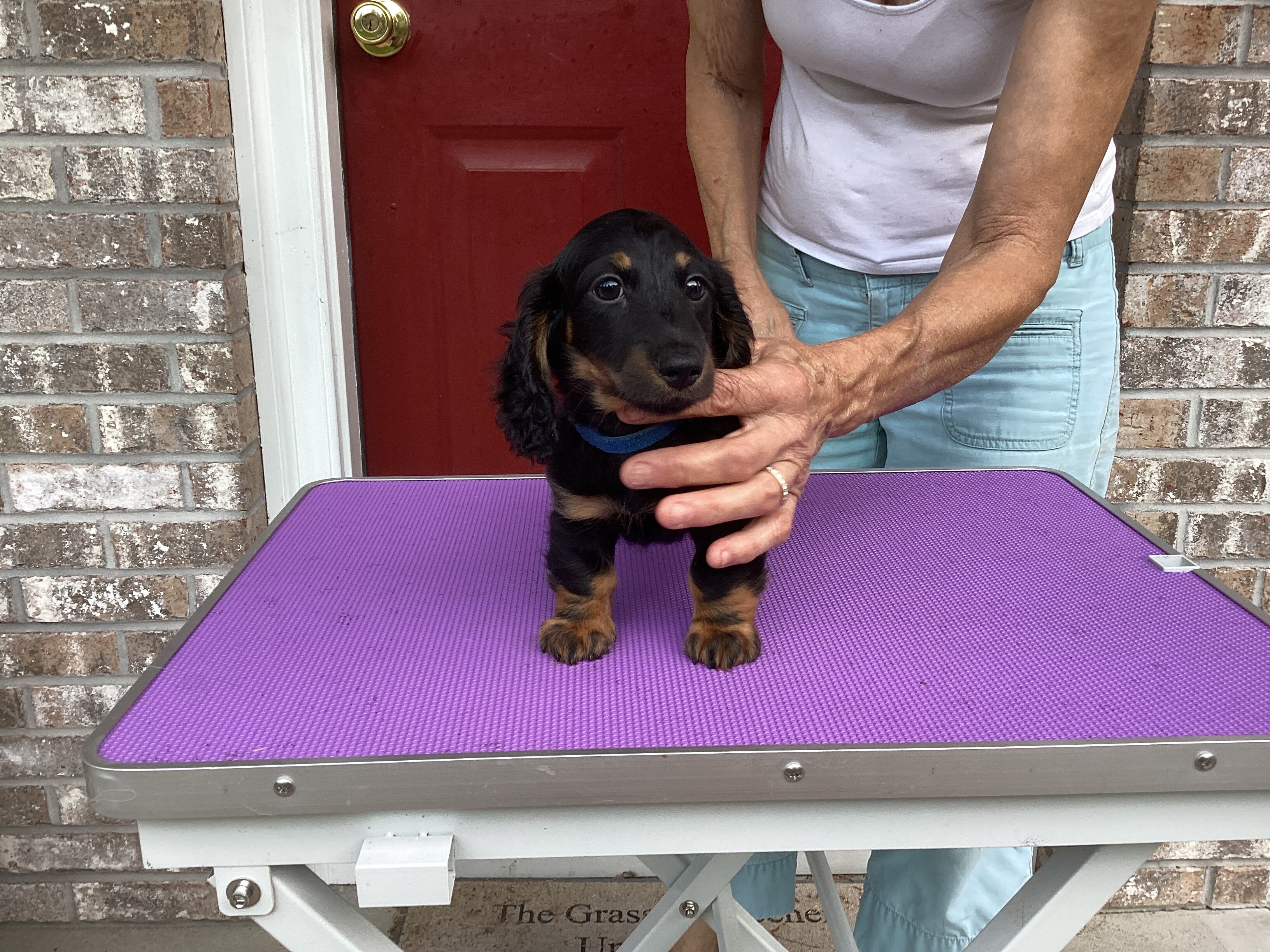 Long Haired Mini Dachshund image 1