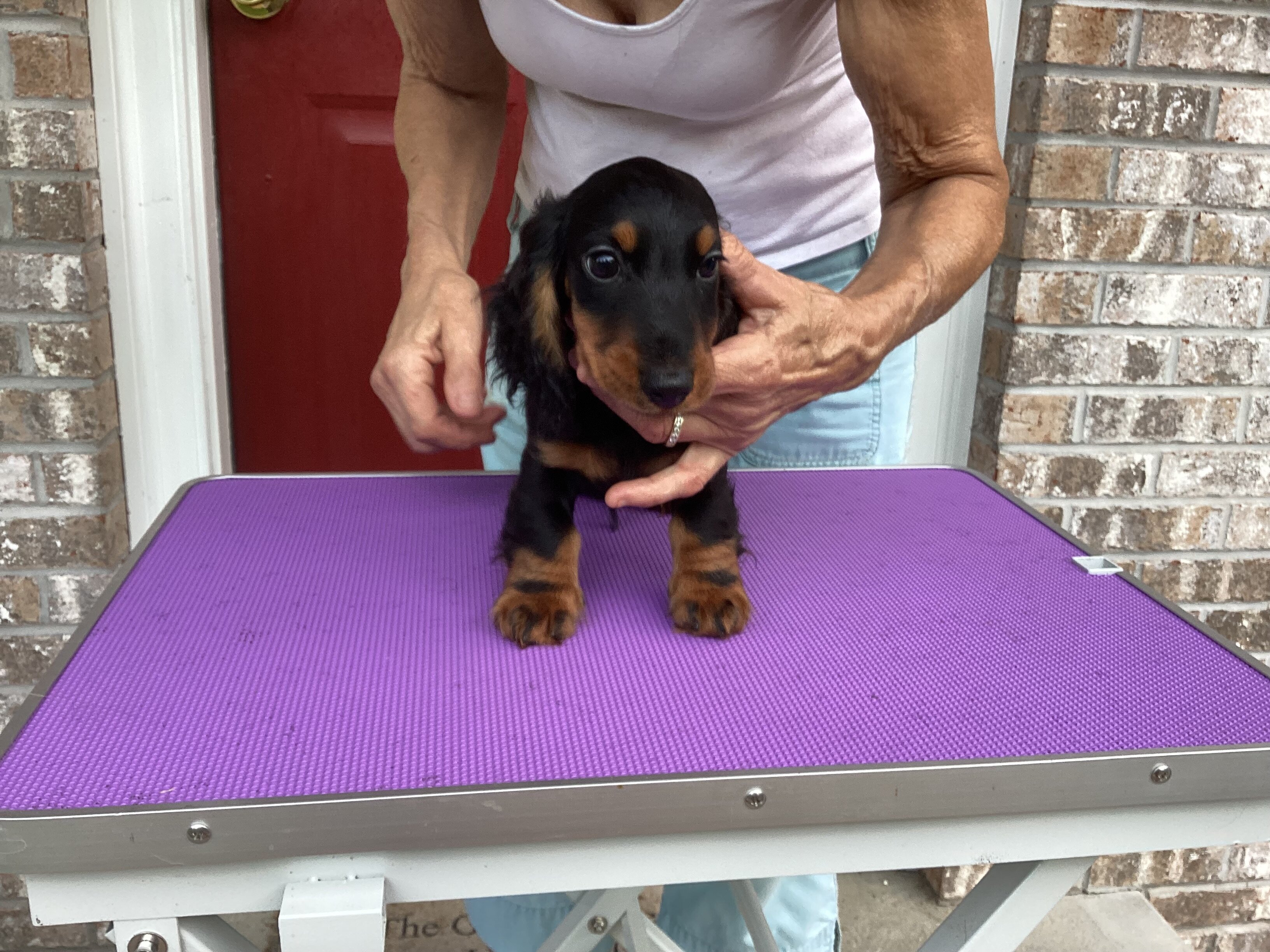 Long Haired Mini Dachshund image 2