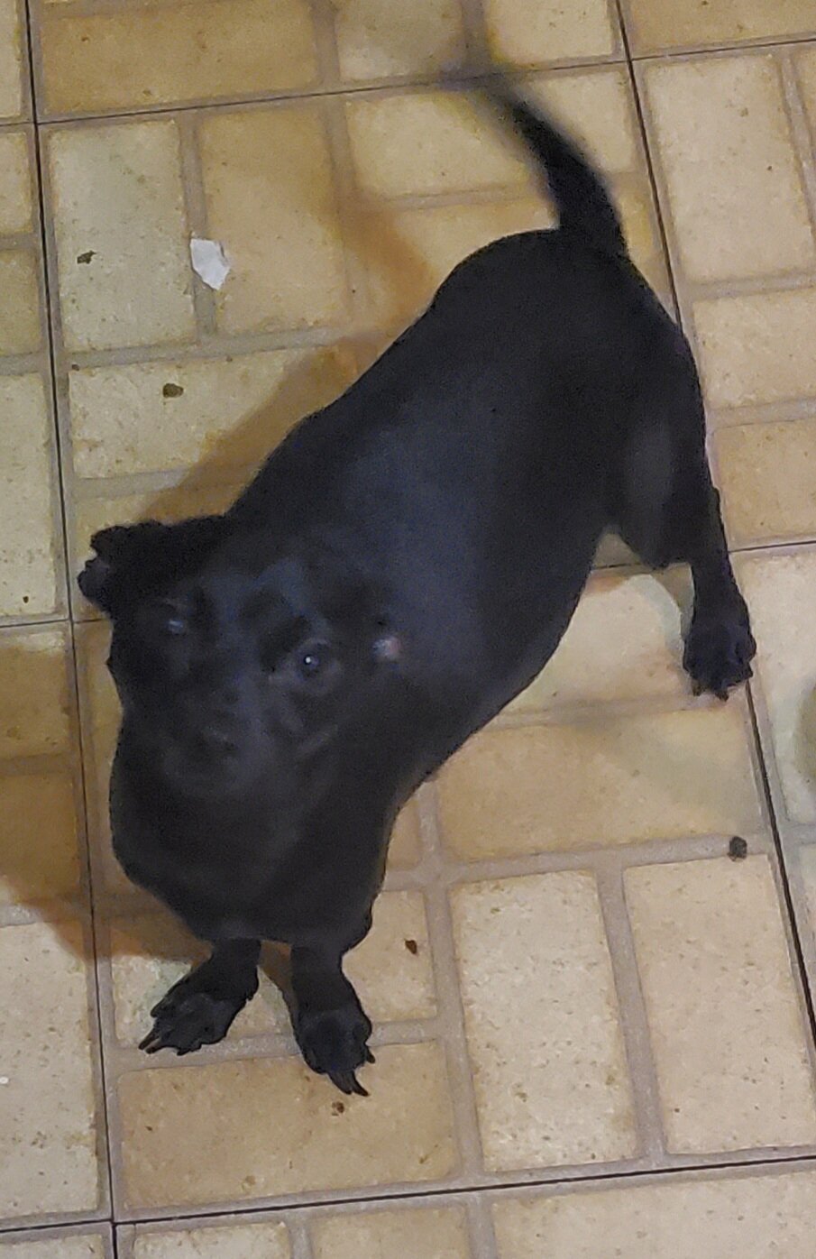 1 1/2 year dog. Female image 1