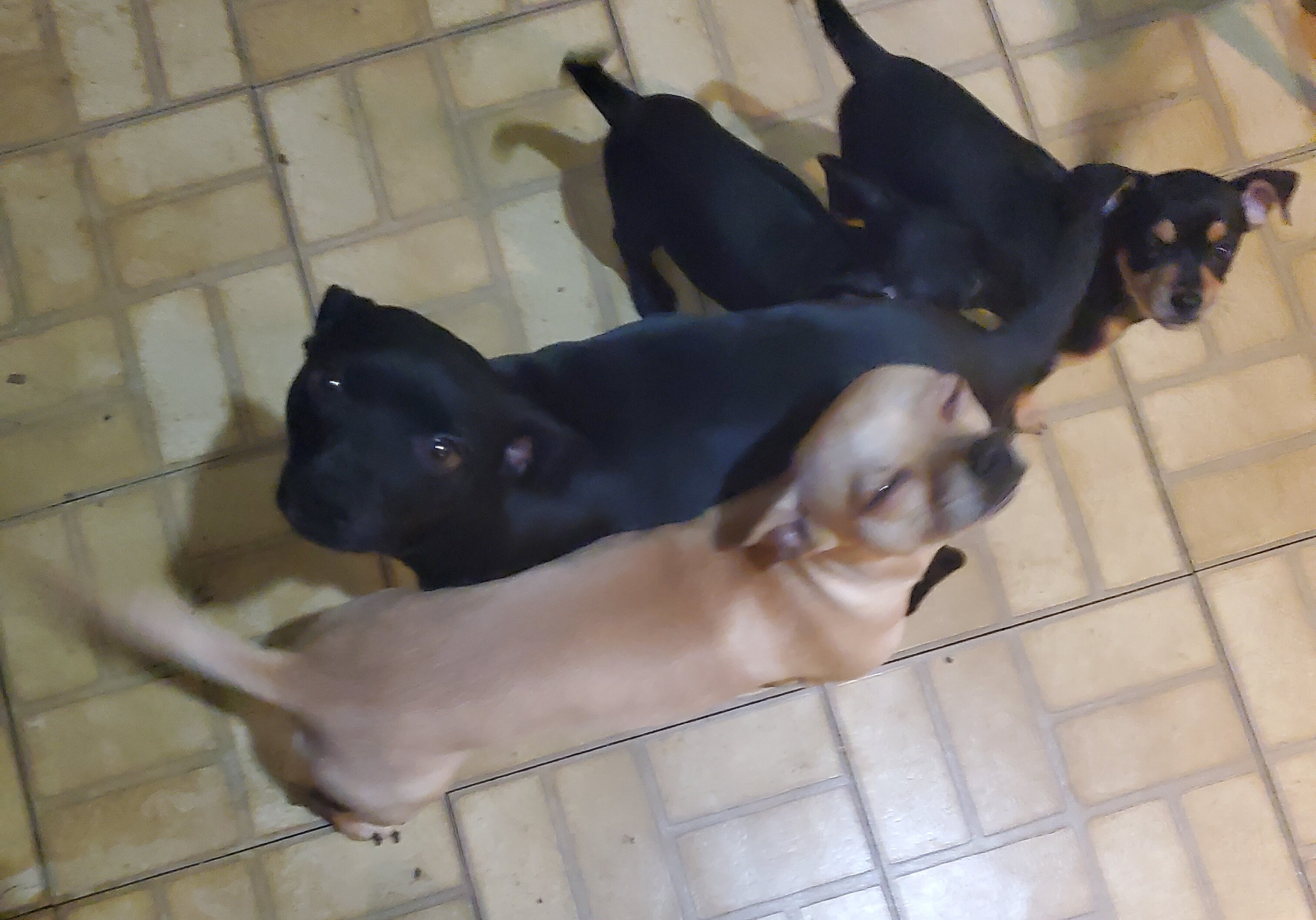 1 1/2 year dog. Female image 3