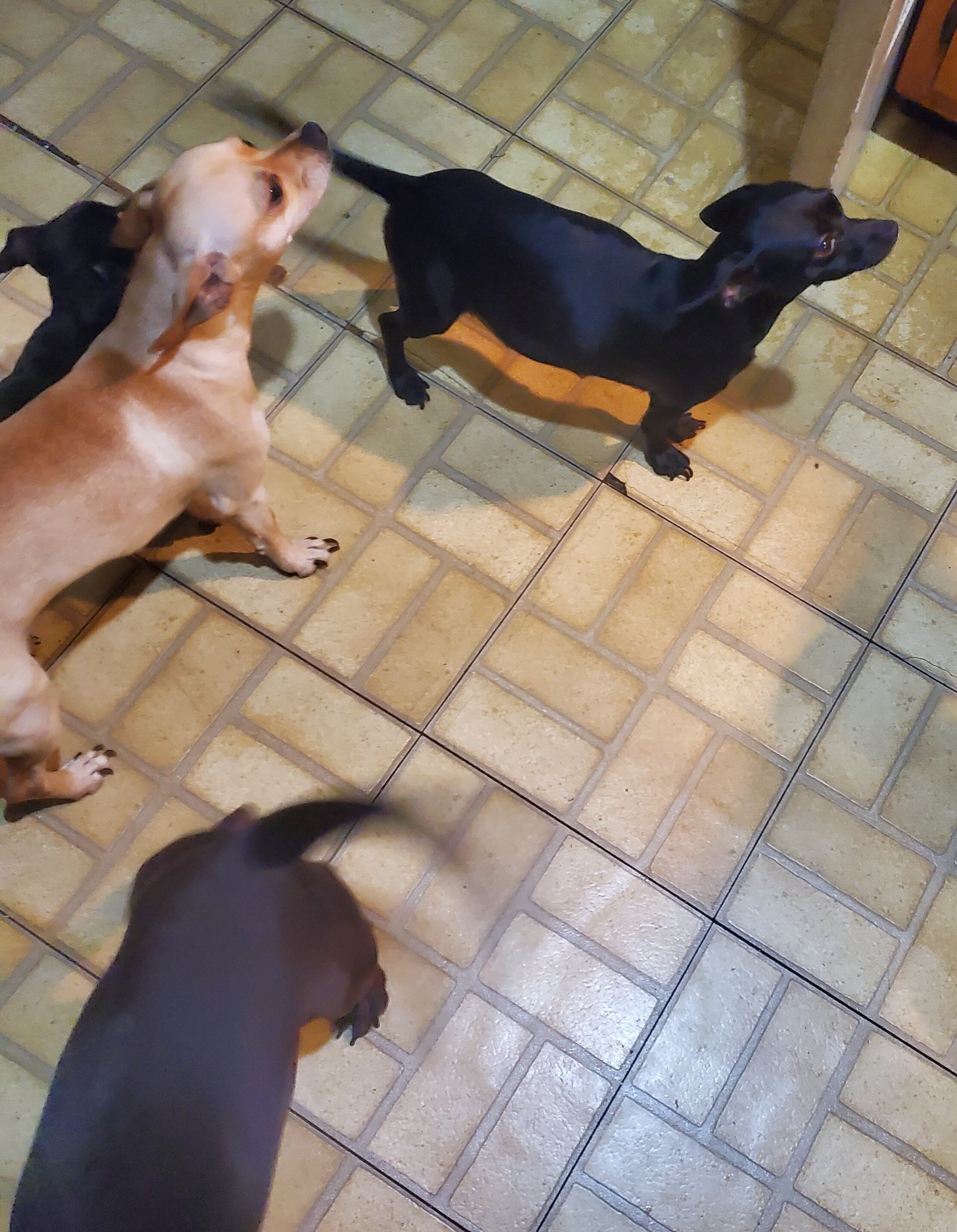 1 1/2 year dog. Female image 2