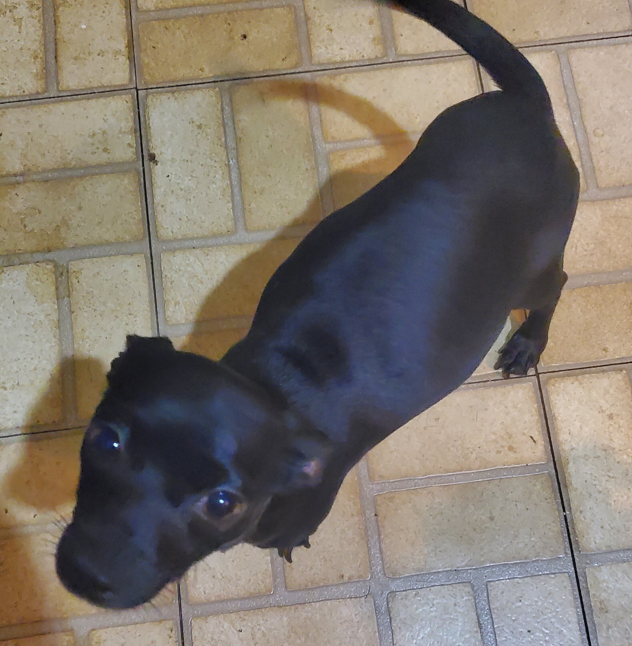 1 1/2 year dog. Female image 4