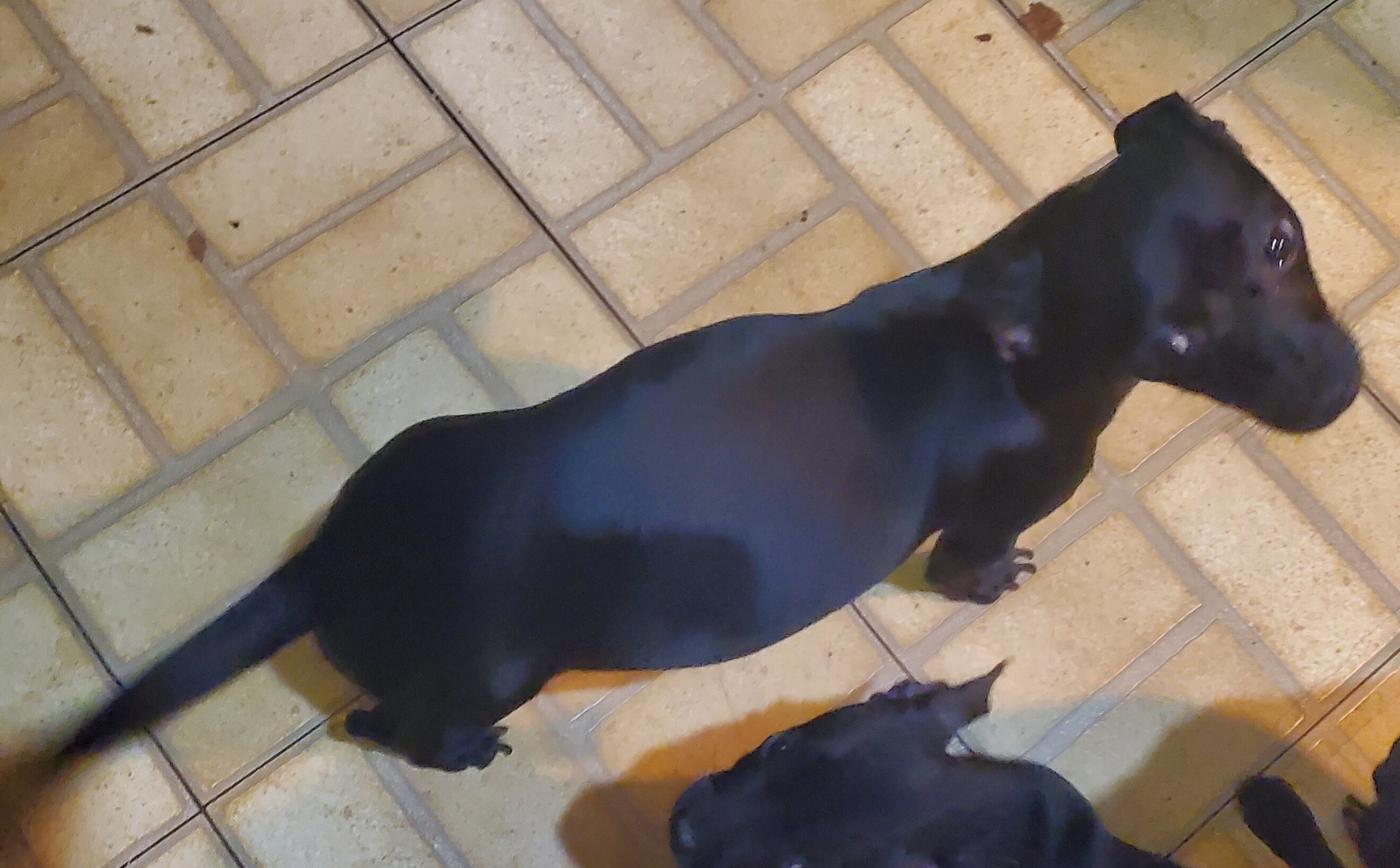 1 1/2 year dog. Female image 5