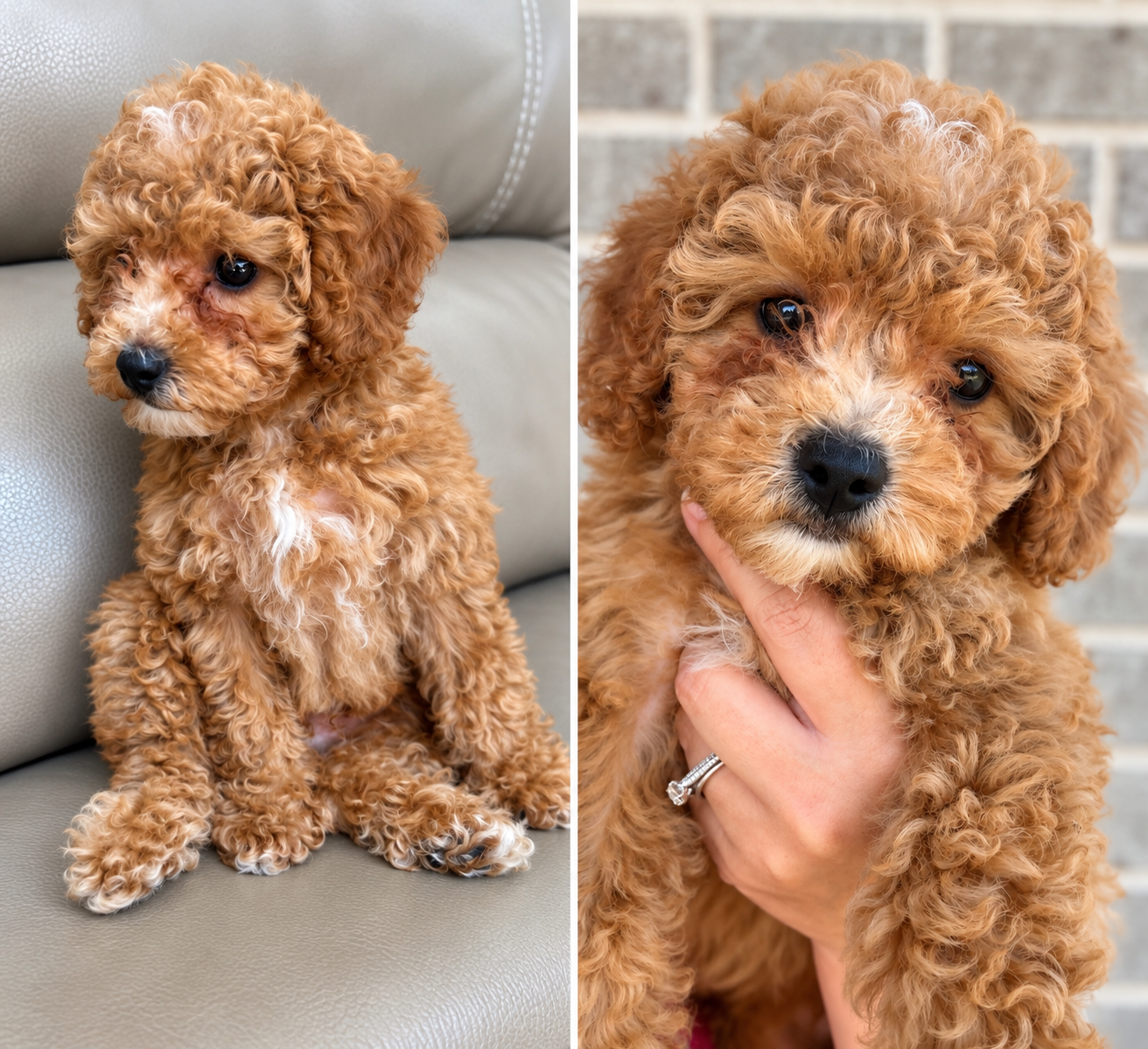 Roo the Cavapoo image 1