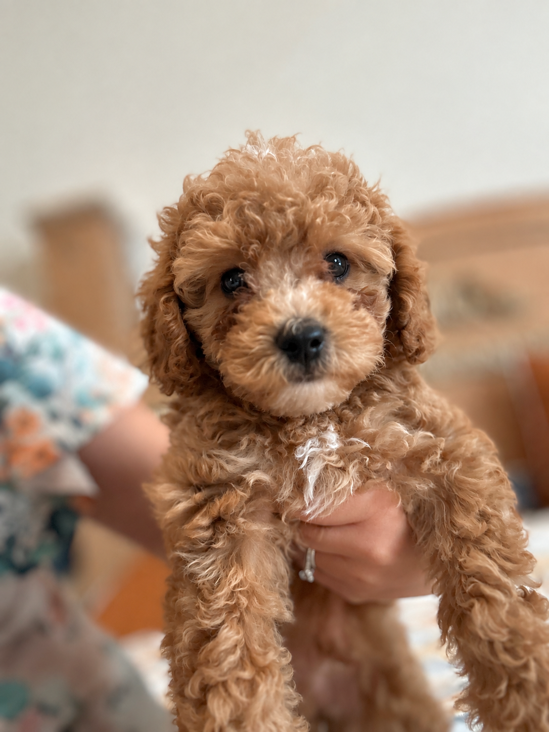 Roo the Cavapoo image 2