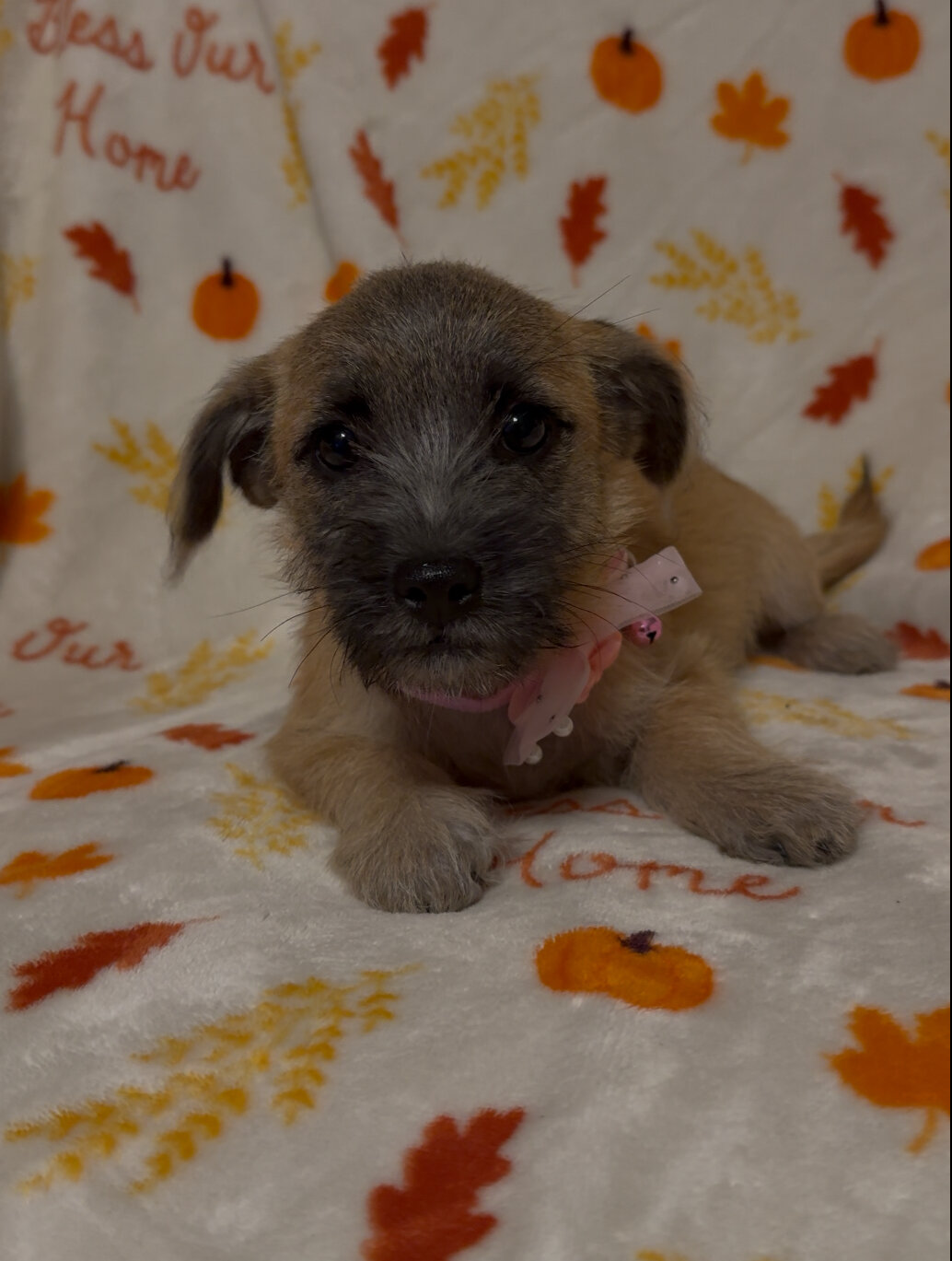 Dachshund mix havanese puppies image 4