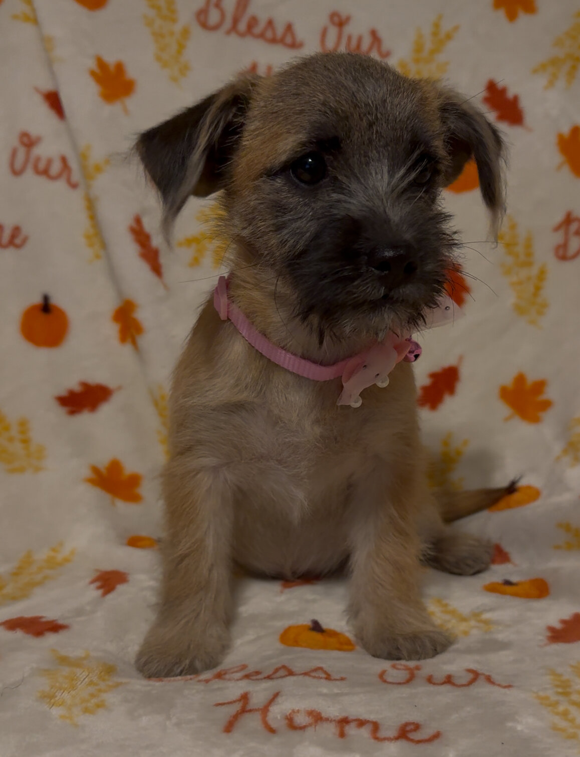 Dachshund mix havanese puppies image 3