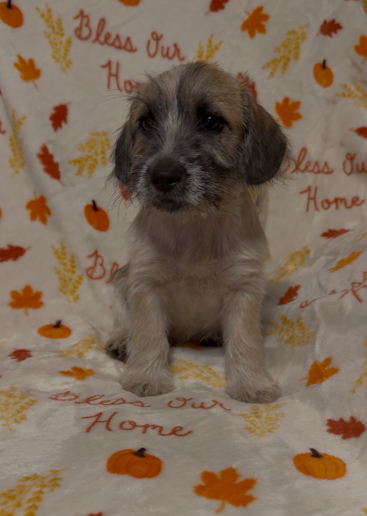 Dachshund mix havanese puppies image 2