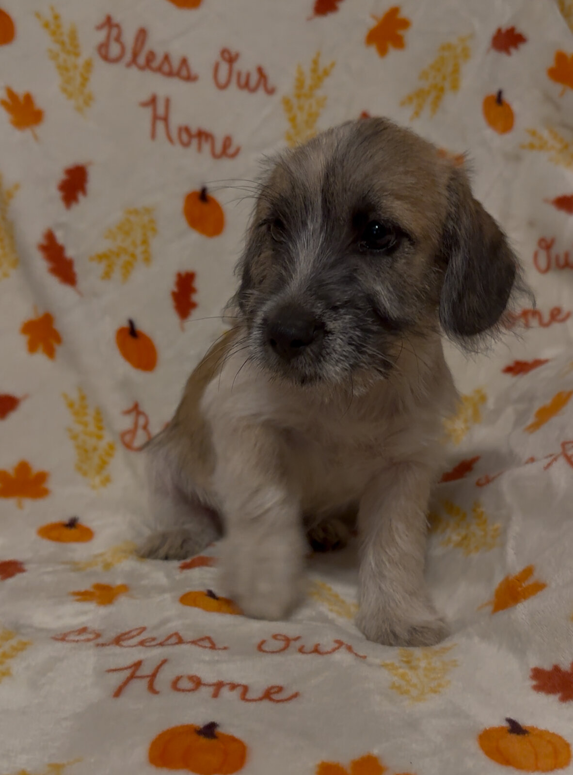 Dachshund mix havanese puppies image 1