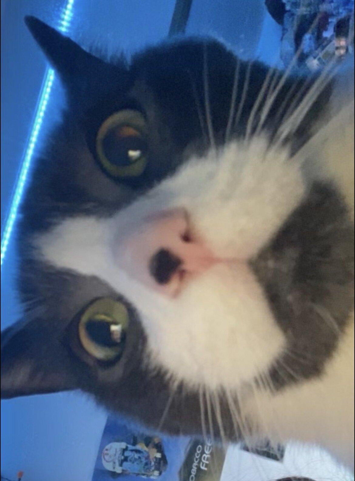 Senior cat image 3