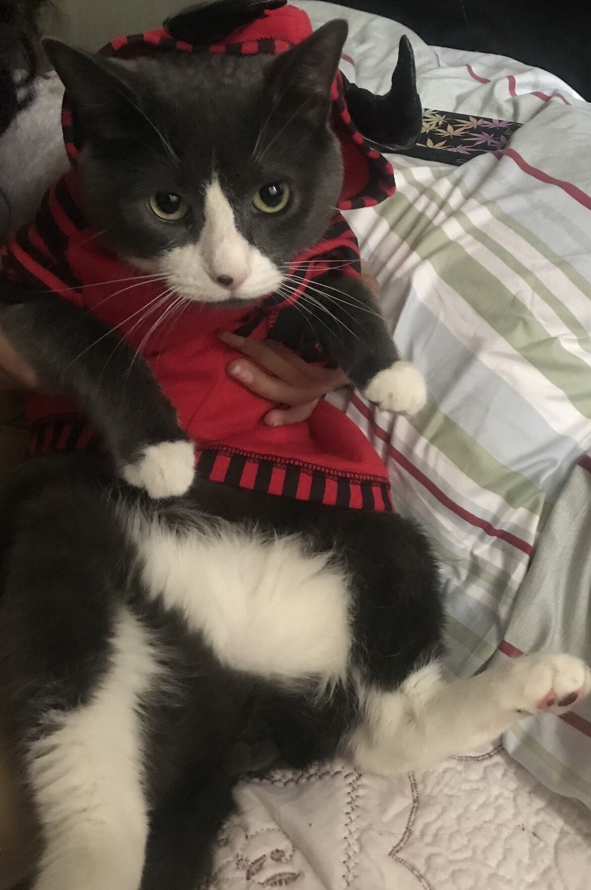 Senior cat image 2