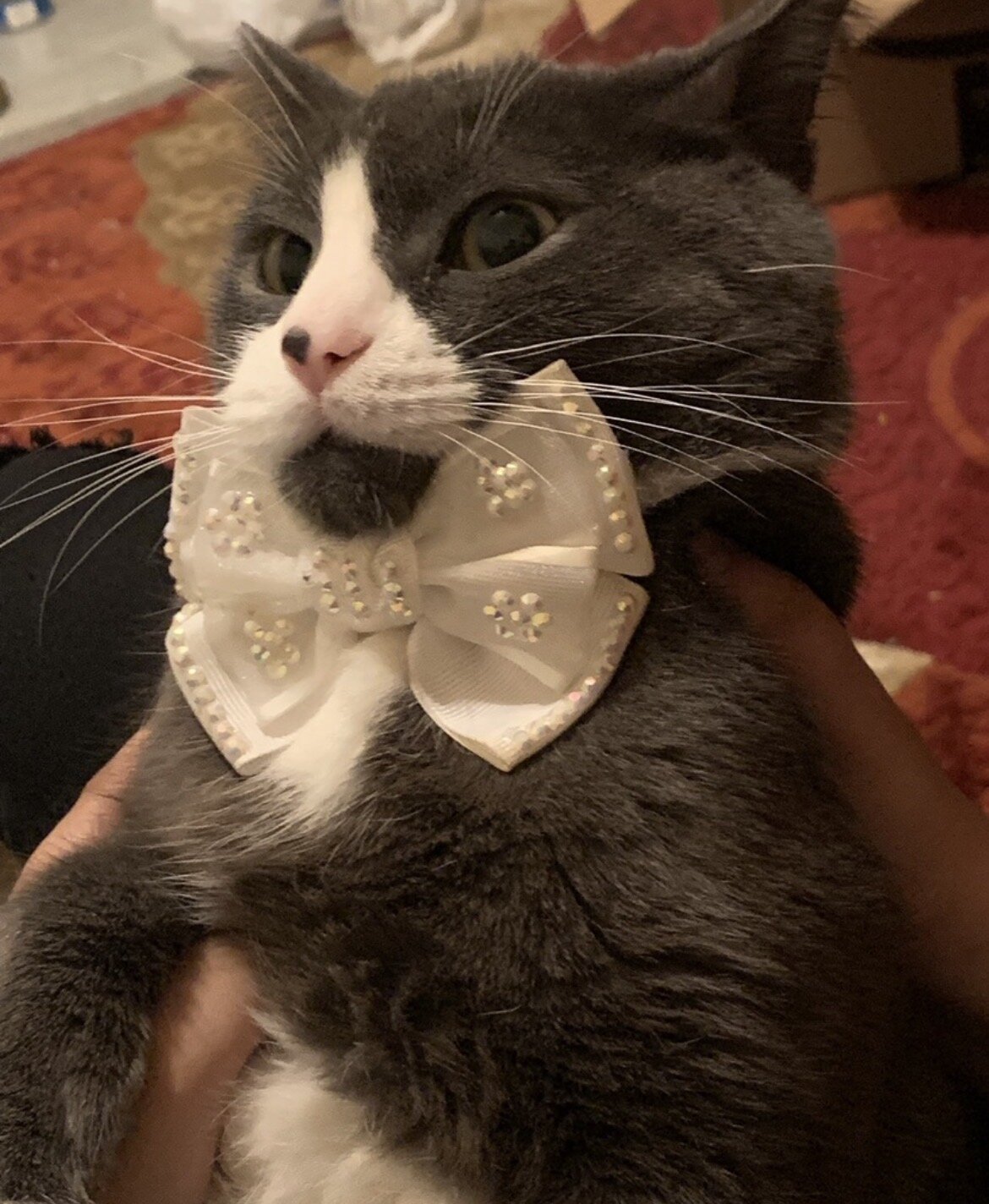 Senior cat image 1
