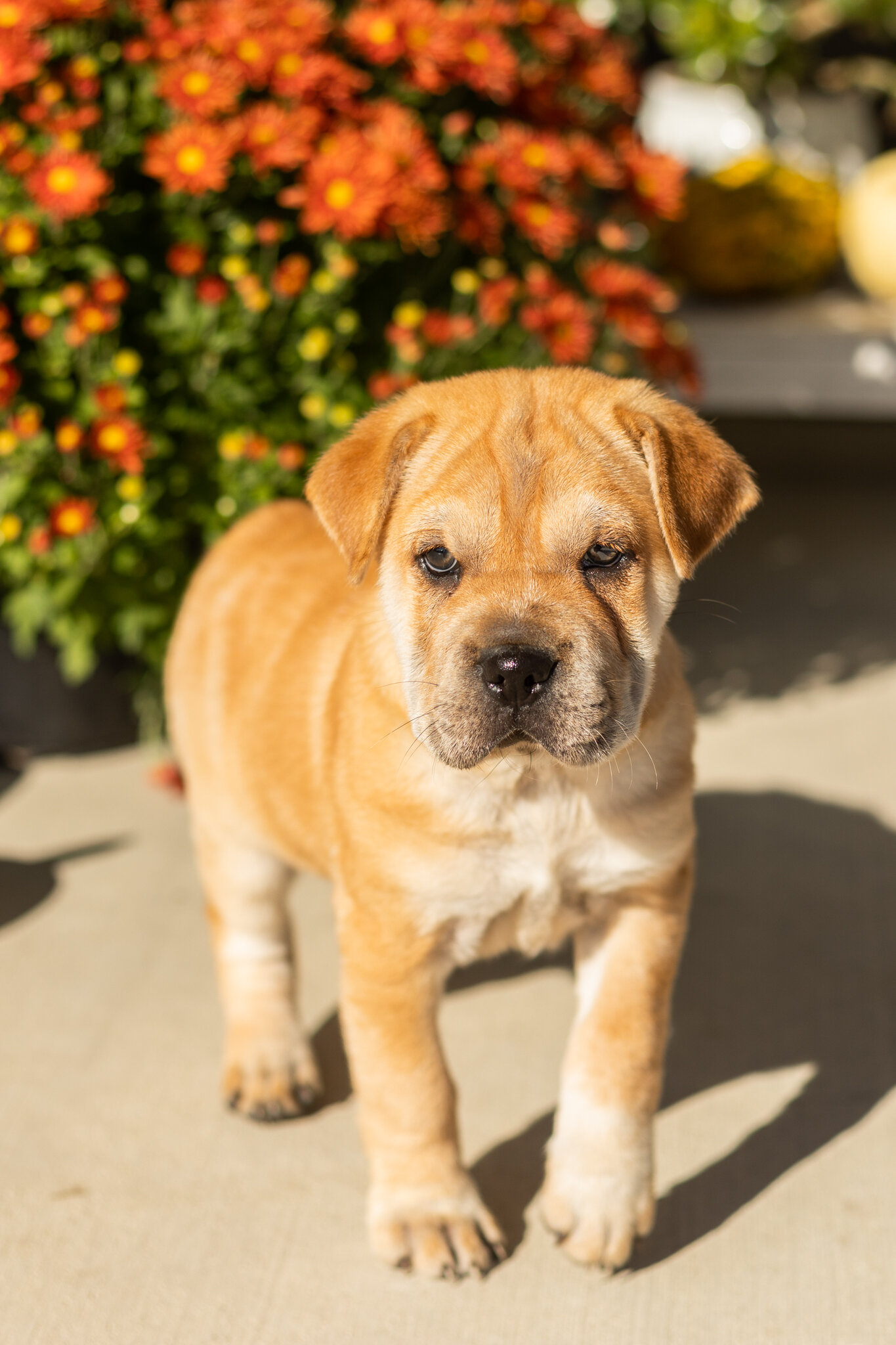 Mini Hippo female puppy in Indiana (Maple) image 3