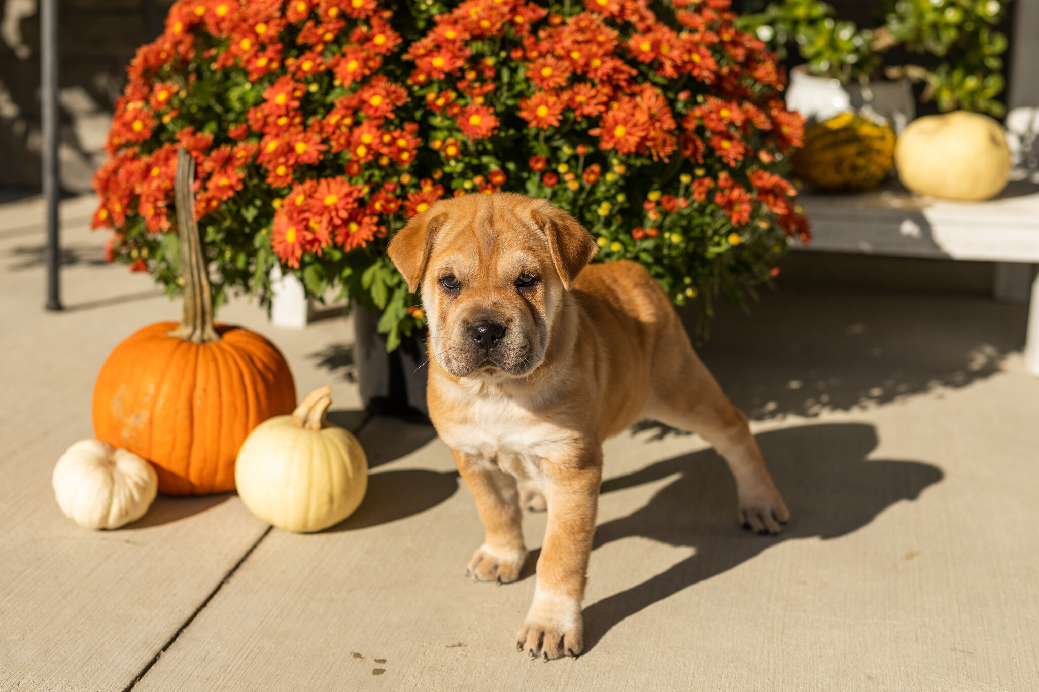Mini Hippo female puppy in Indiana (Maple) image 4