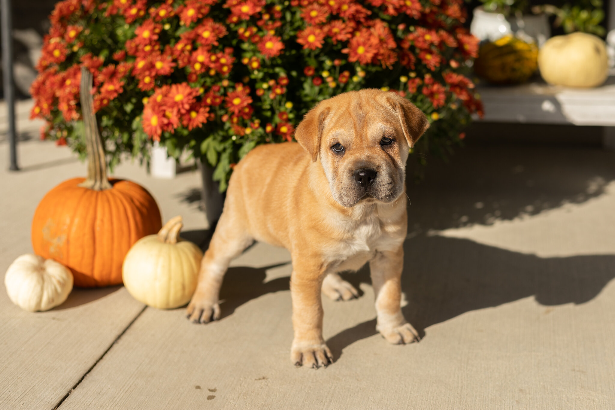 Mini Hippo female puppy in Indiana (Maple) image 1