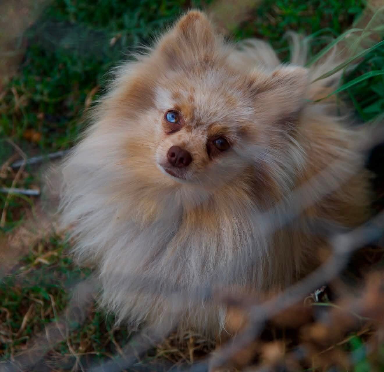 Pomeranian Puppies image 6