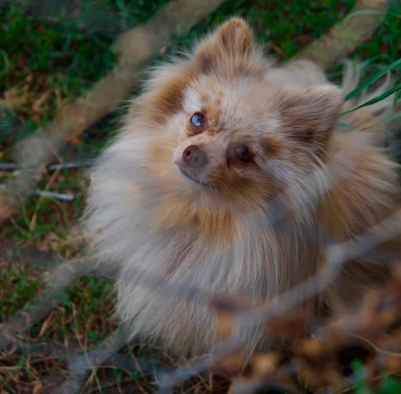 Pomeranian Puppies image 5