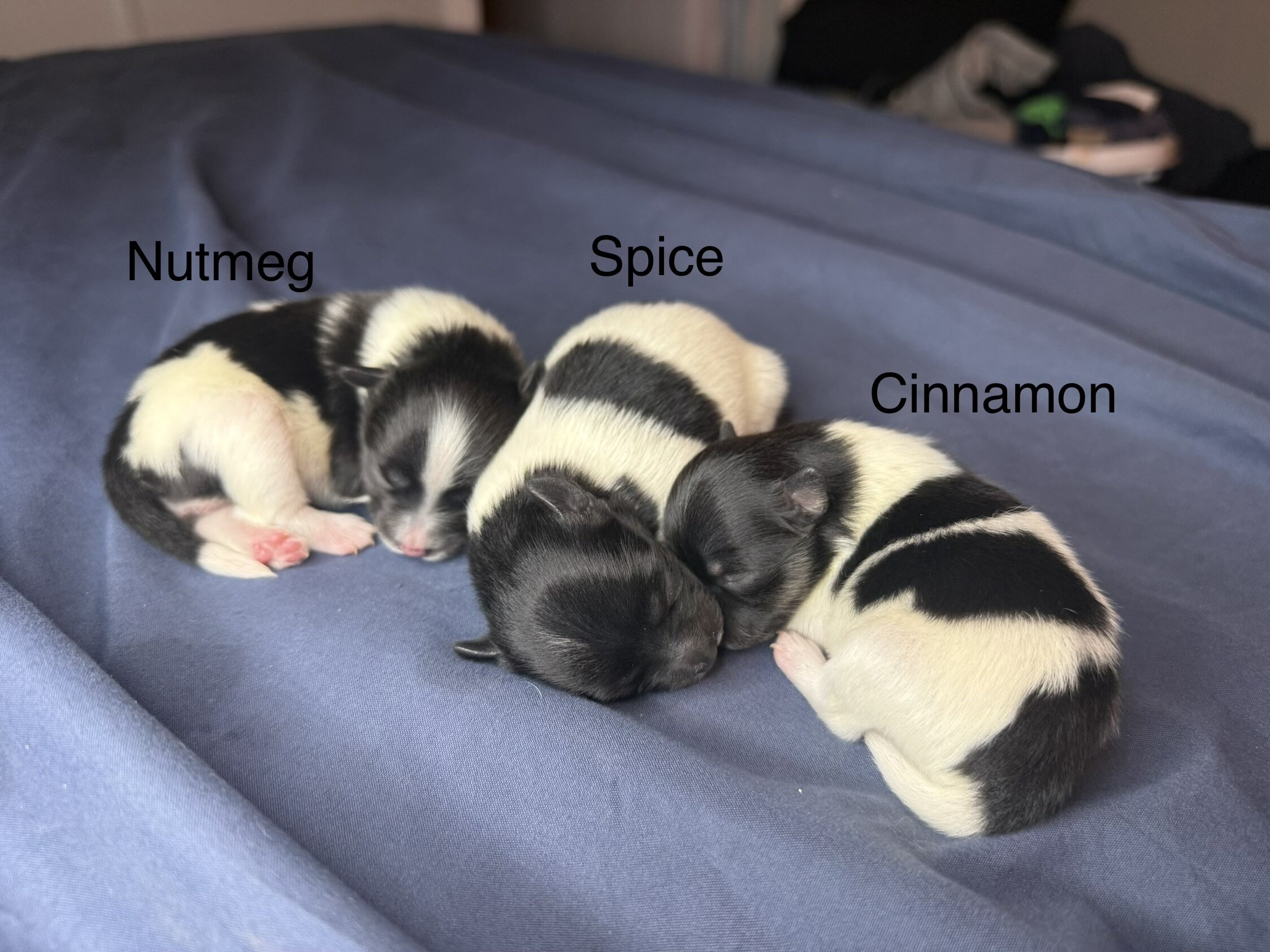 Pomeranian Puppies image 3