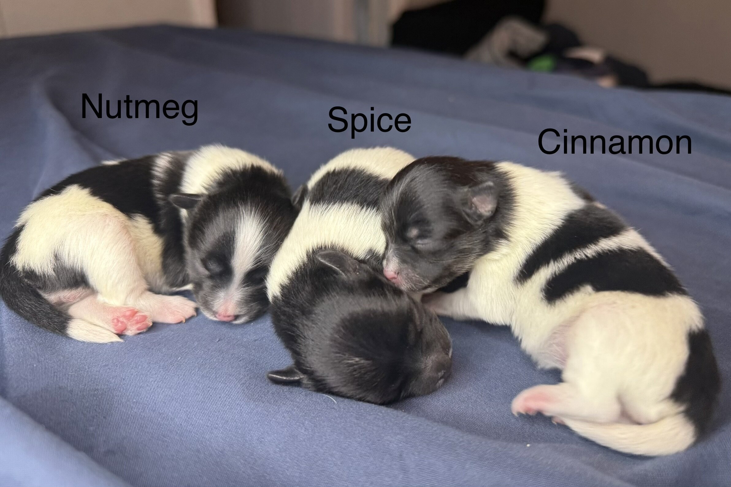 Pomeranian Puppies image 4