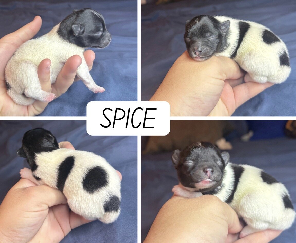 Pomeranian Puppies image 1