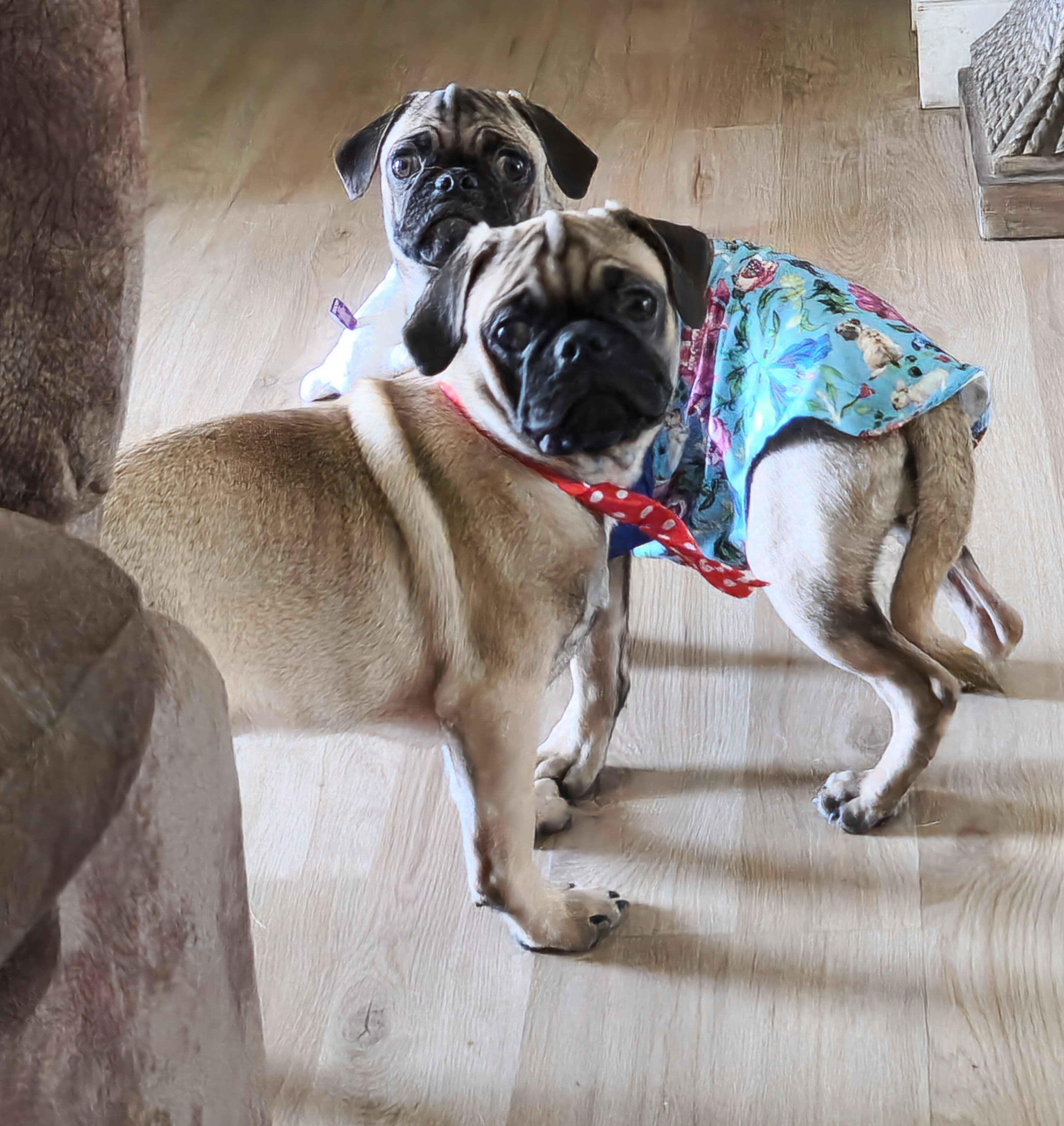 Pug puppies image 3