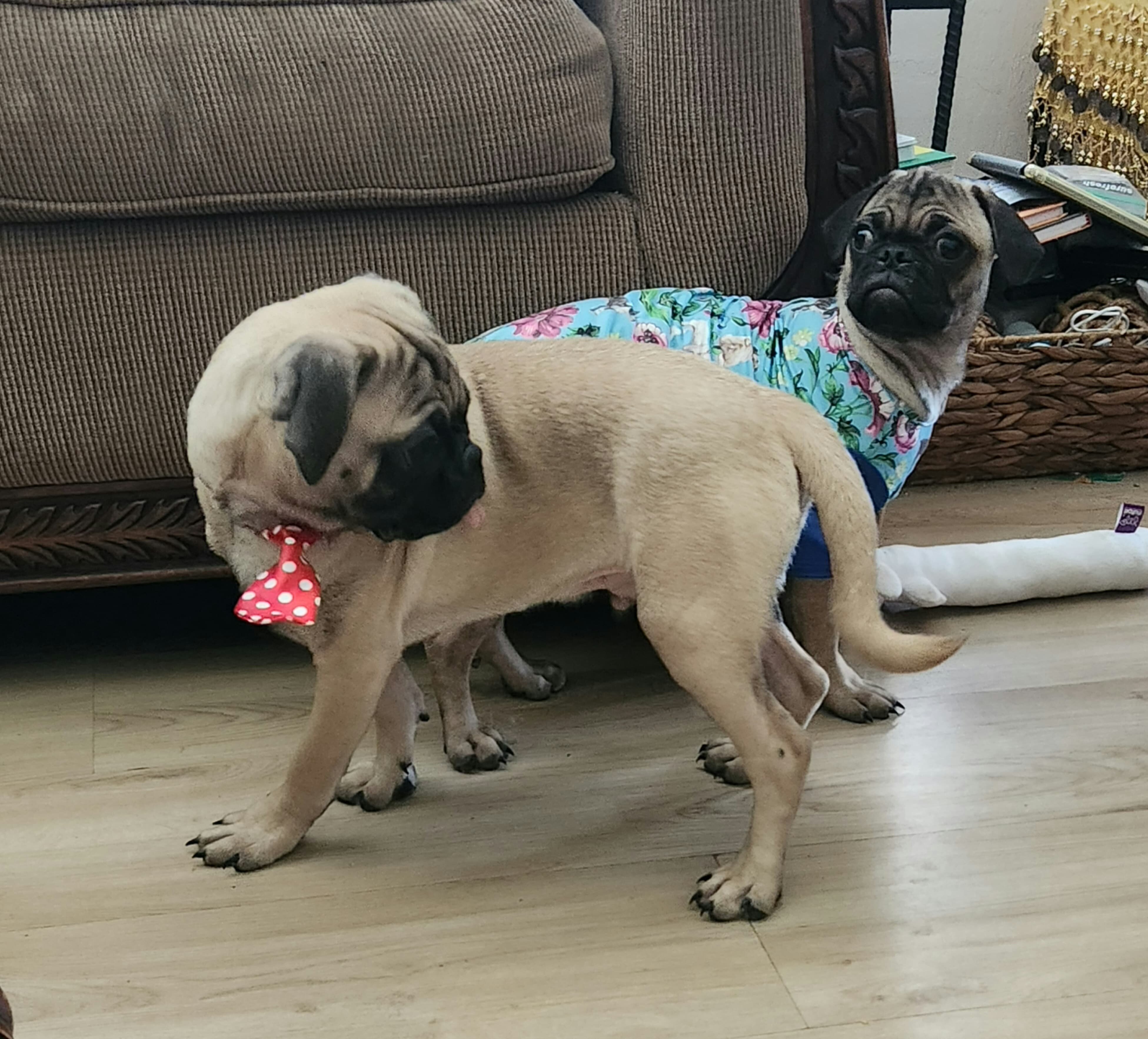 Pug puppies image 4