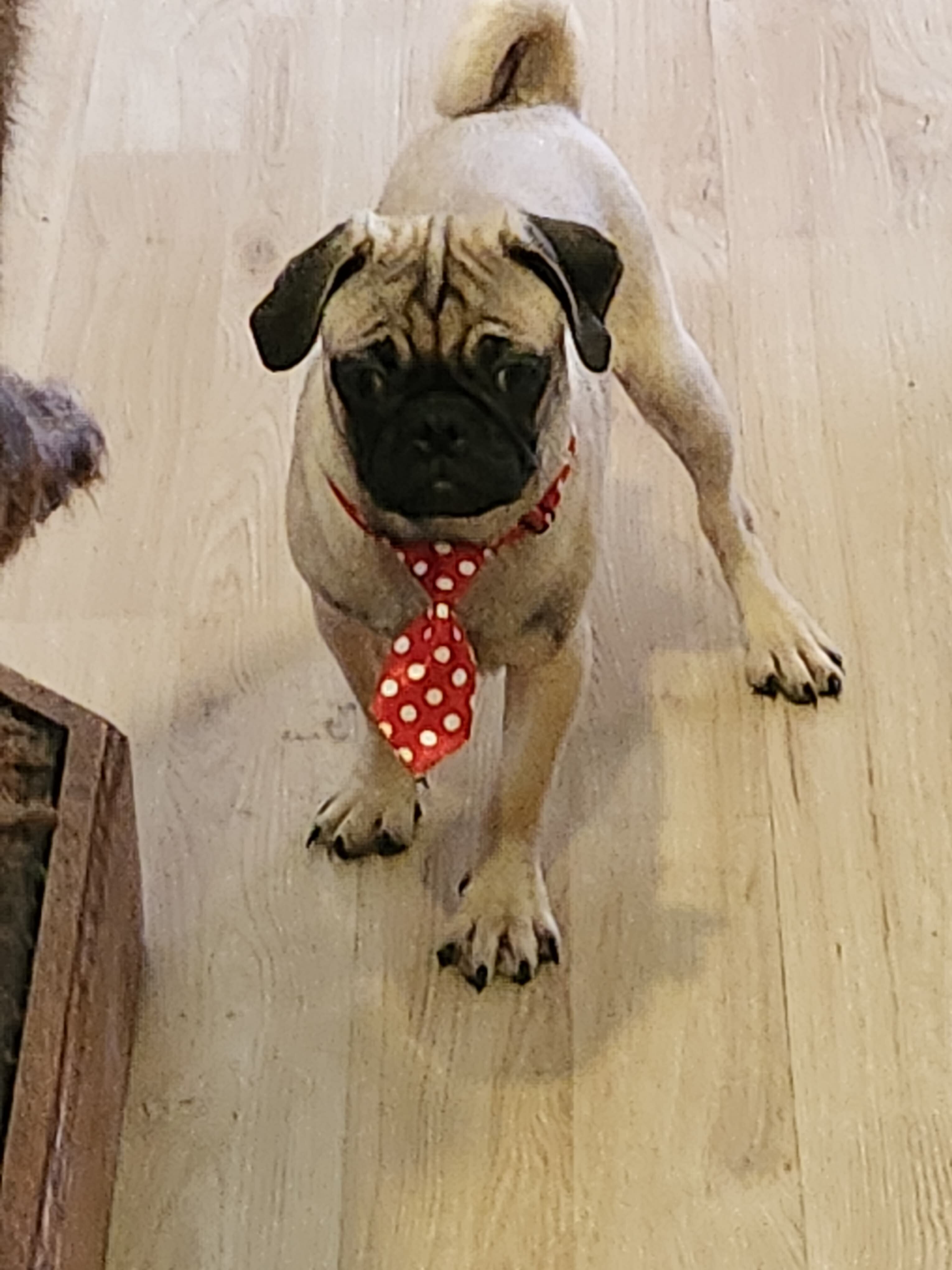 Pug puppies image 8