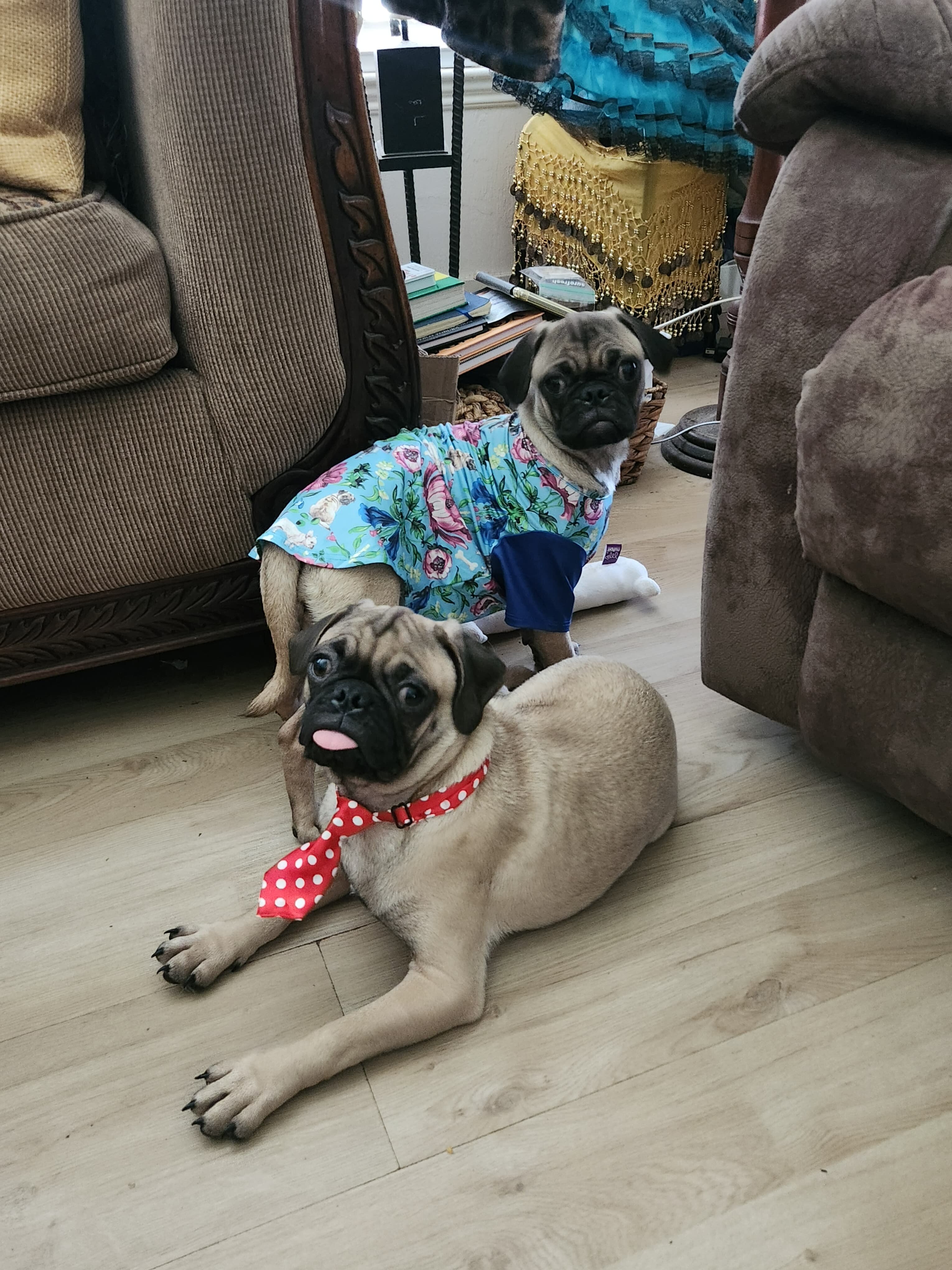 Pug puppies image 1