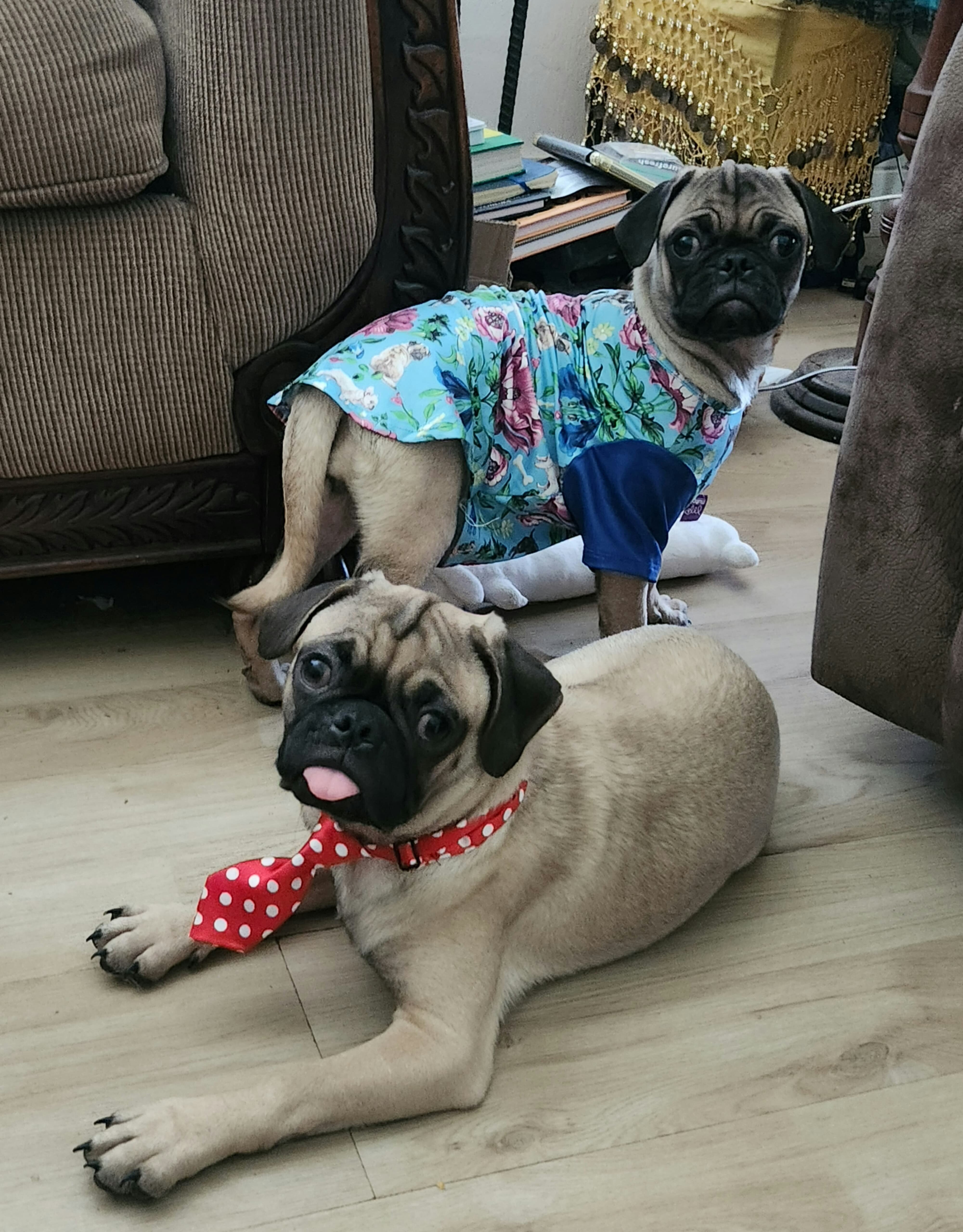 Pug puppies image 5