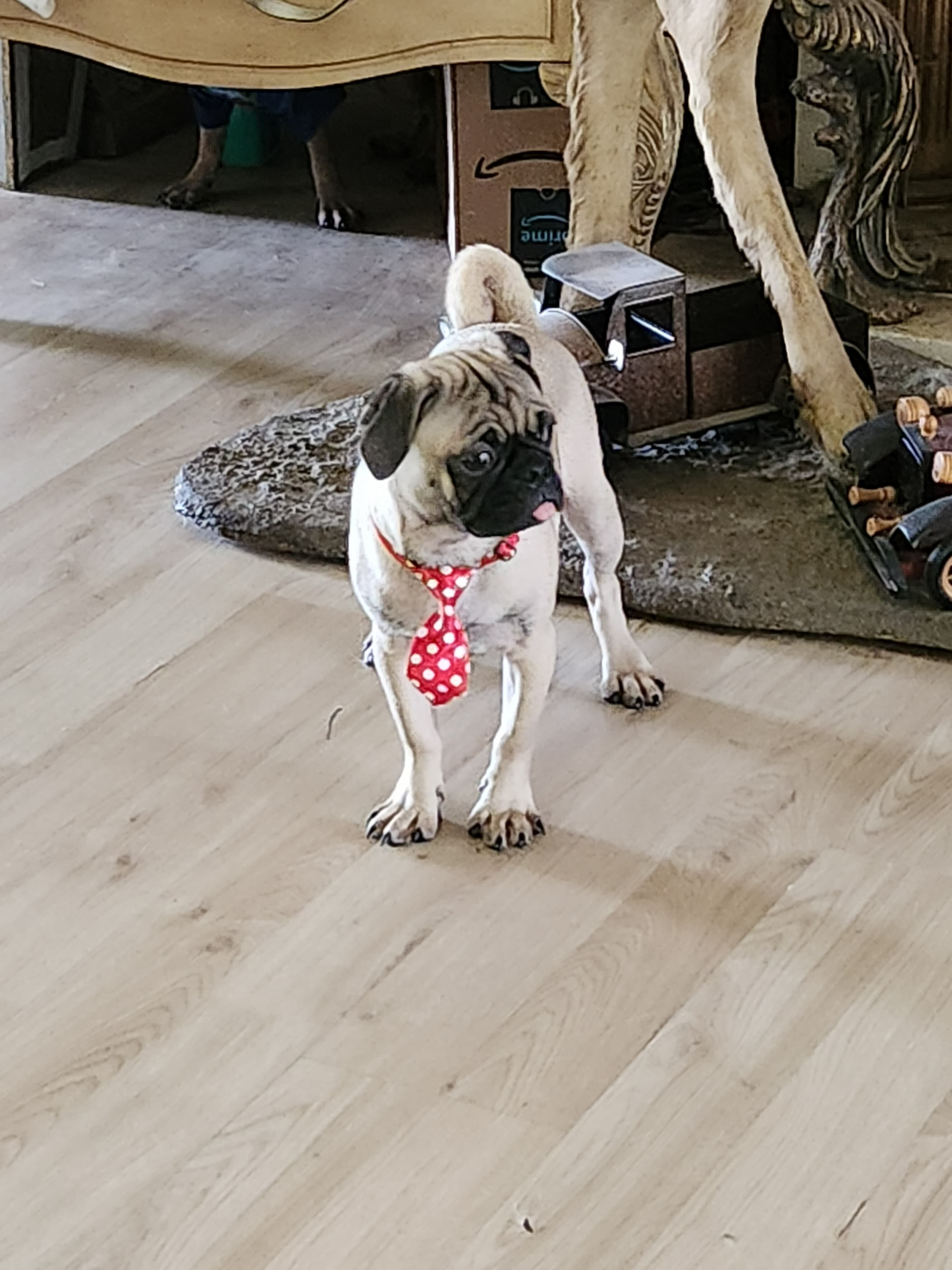 Pug puppies image 7