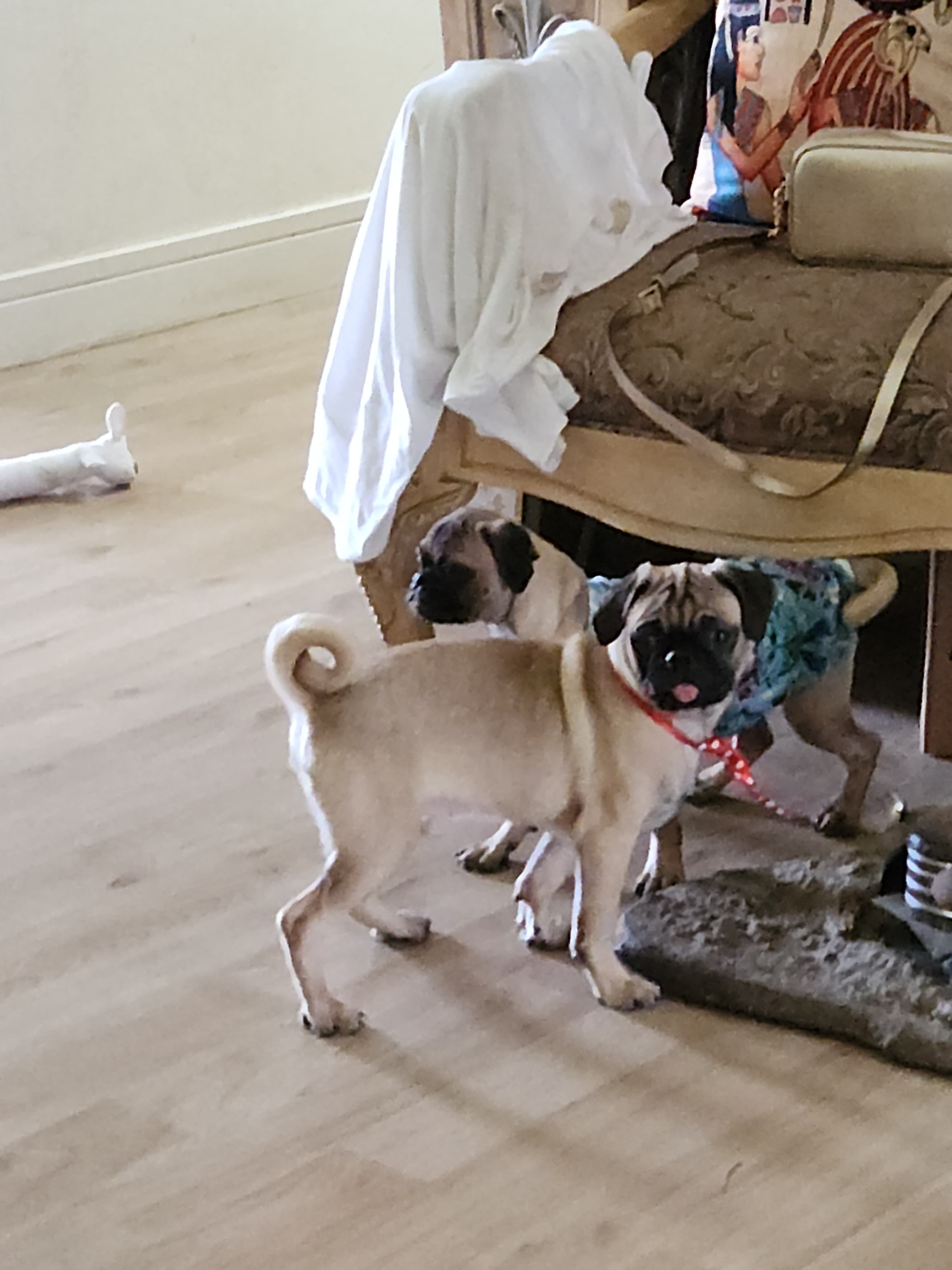 Pug puppies image 6