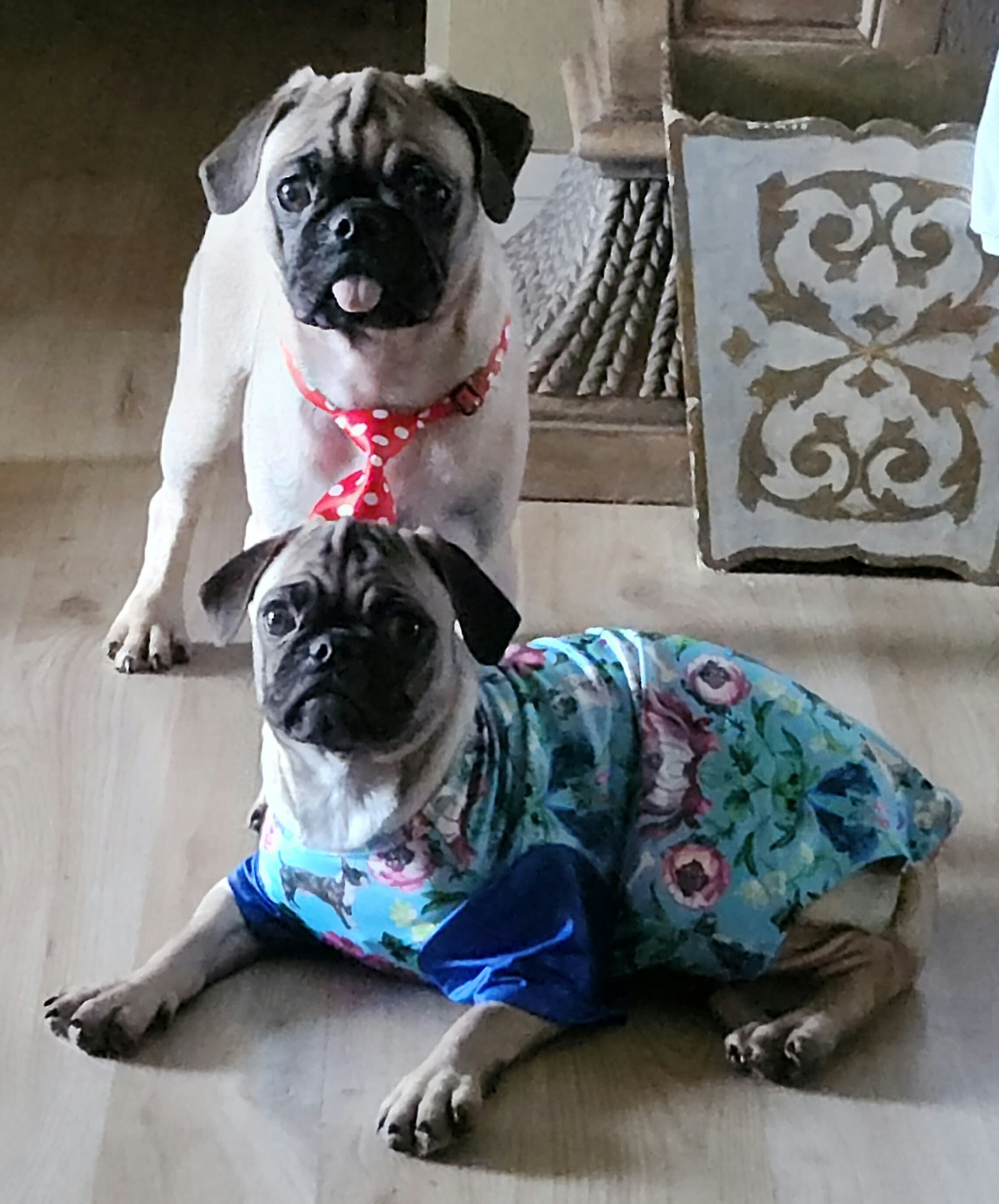 Pug puppies image 2