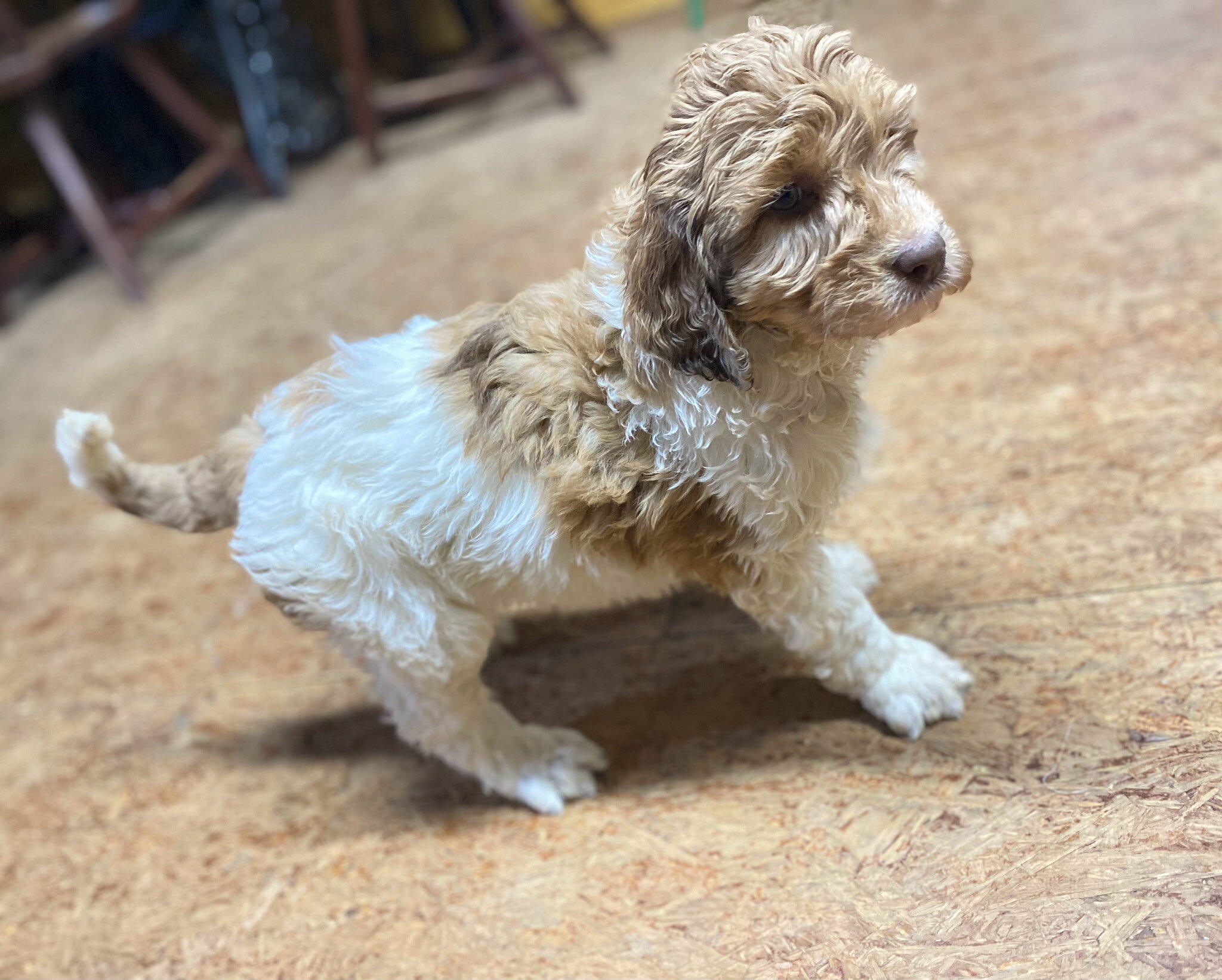 Labradoodle image 2