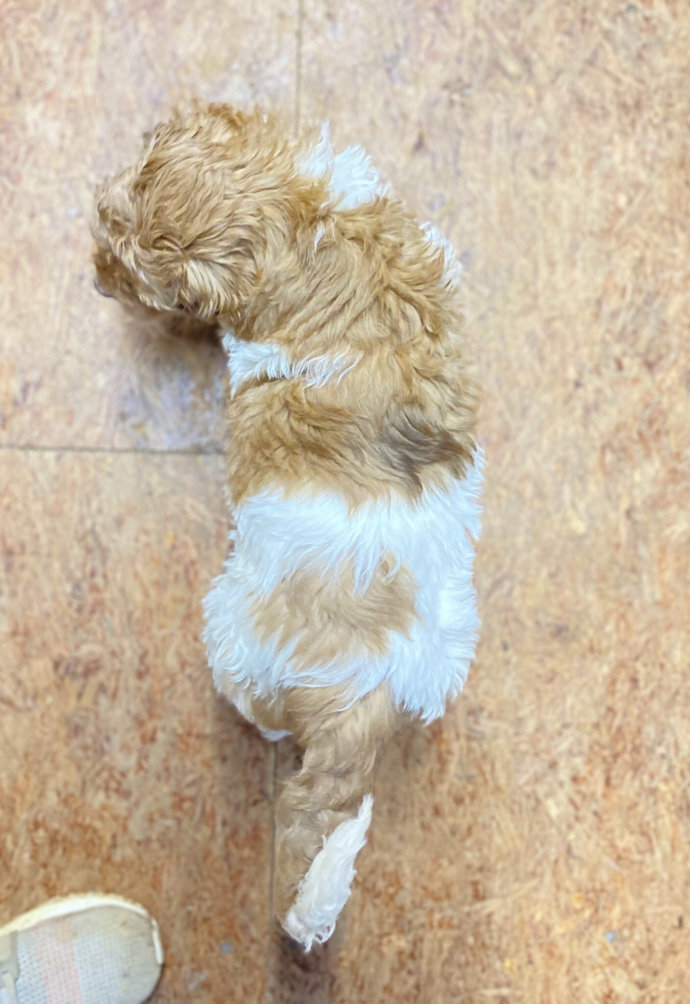 Labradoodle image 1