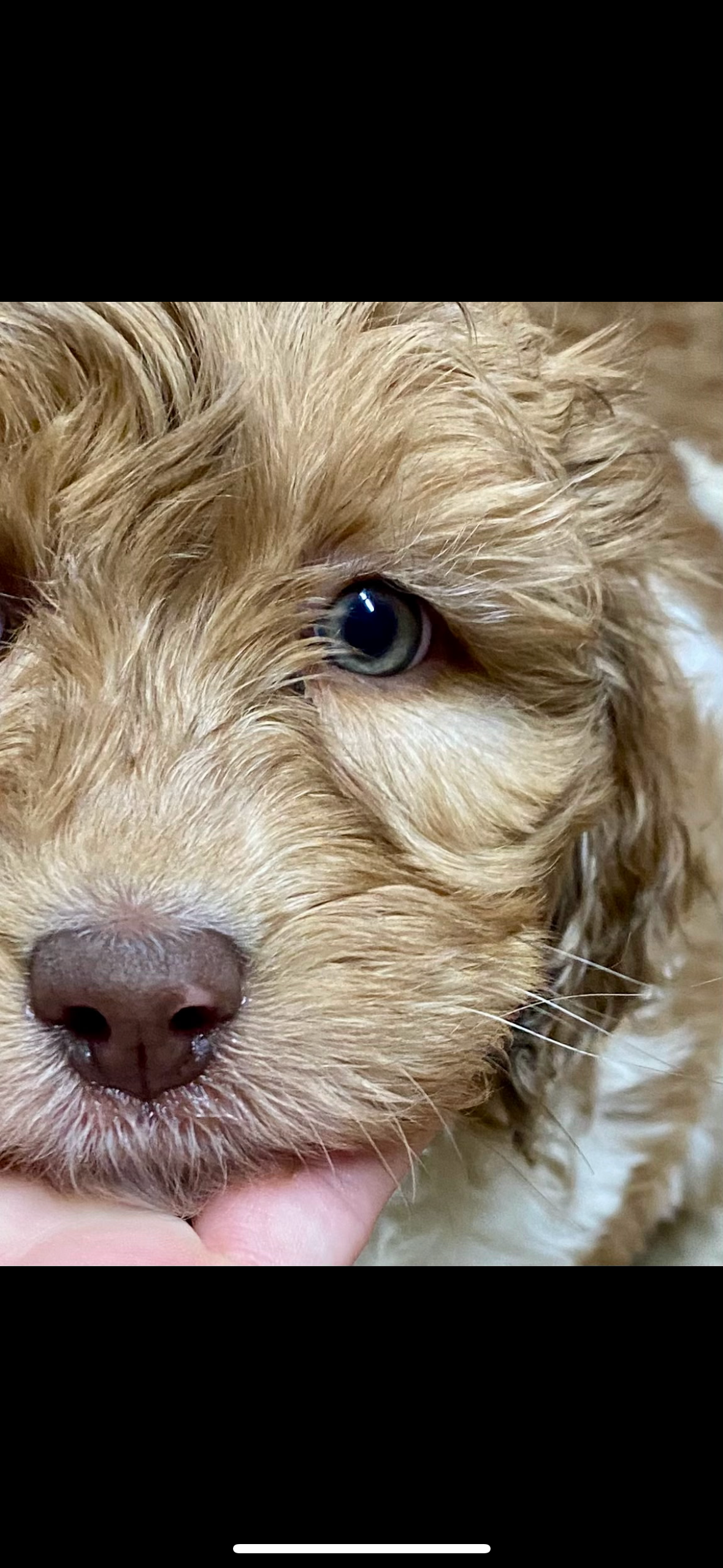 Labradoodle image 3