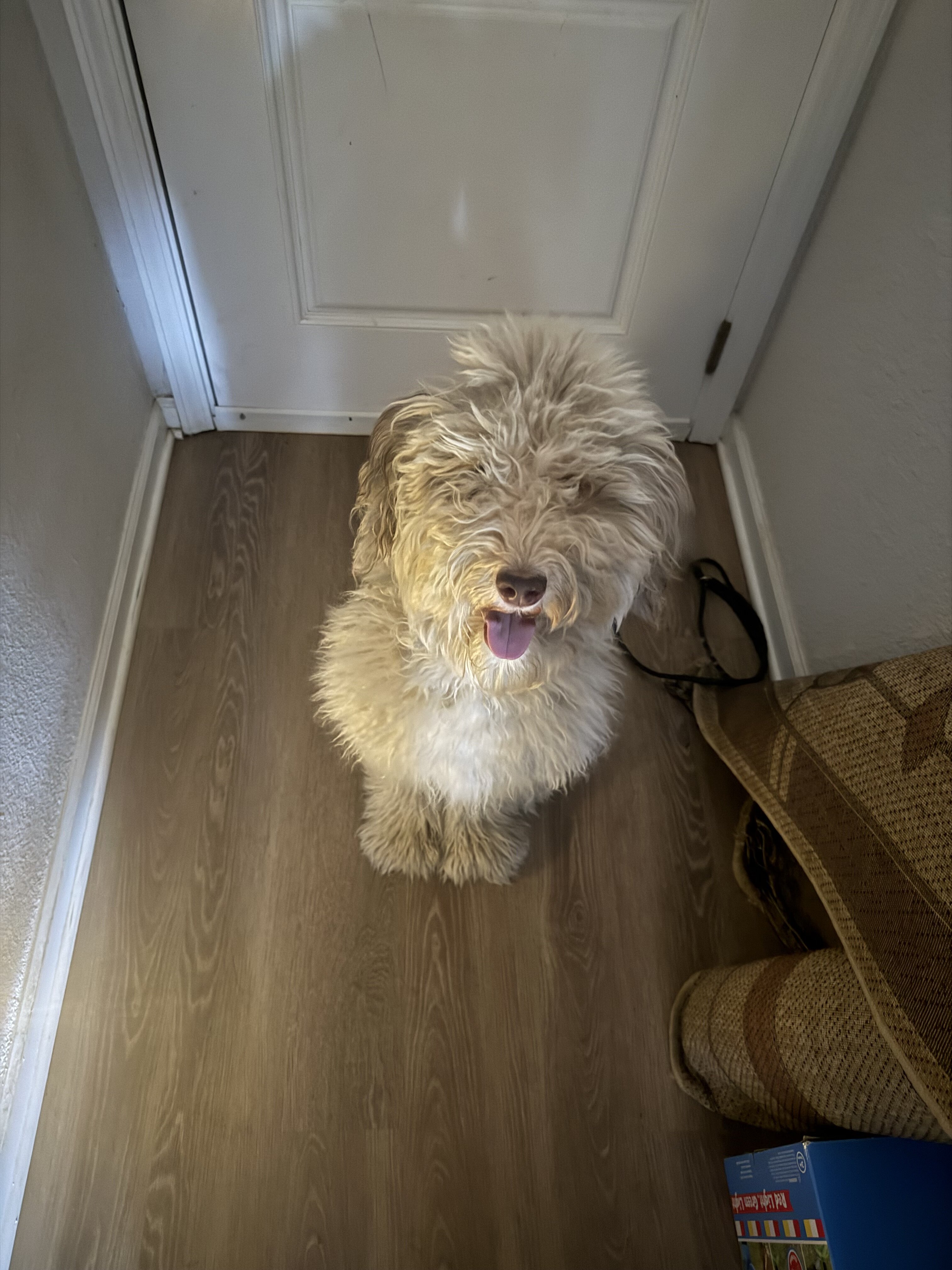 Labradoodle image 4