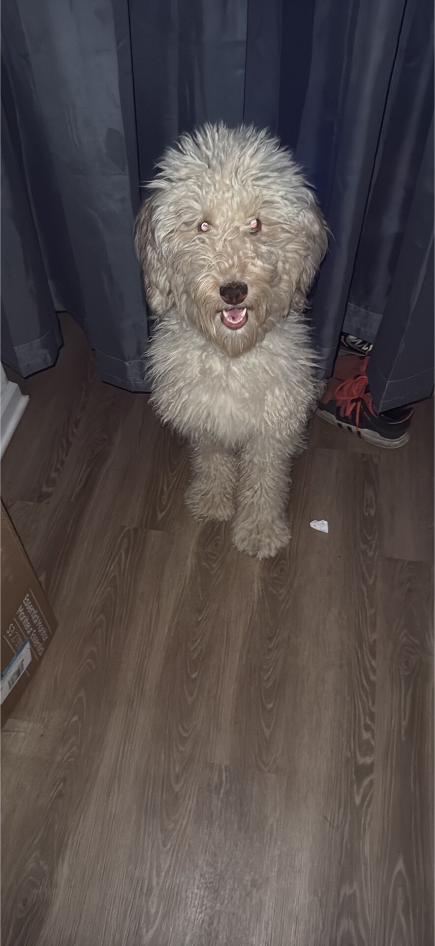 Labradoodle image 5