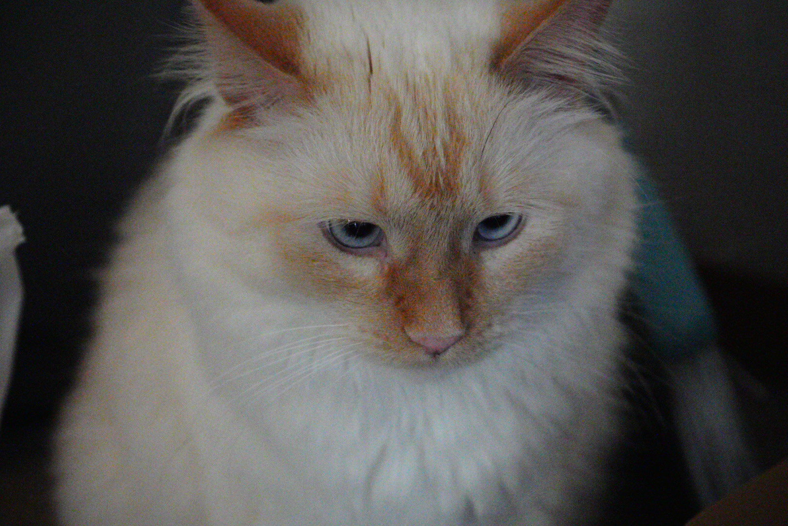 Flame point Ragdoll image 1