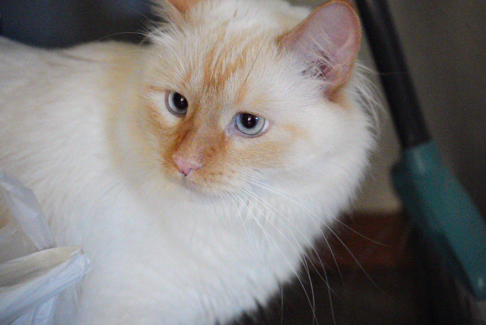 Flame point Ragdoll image 4