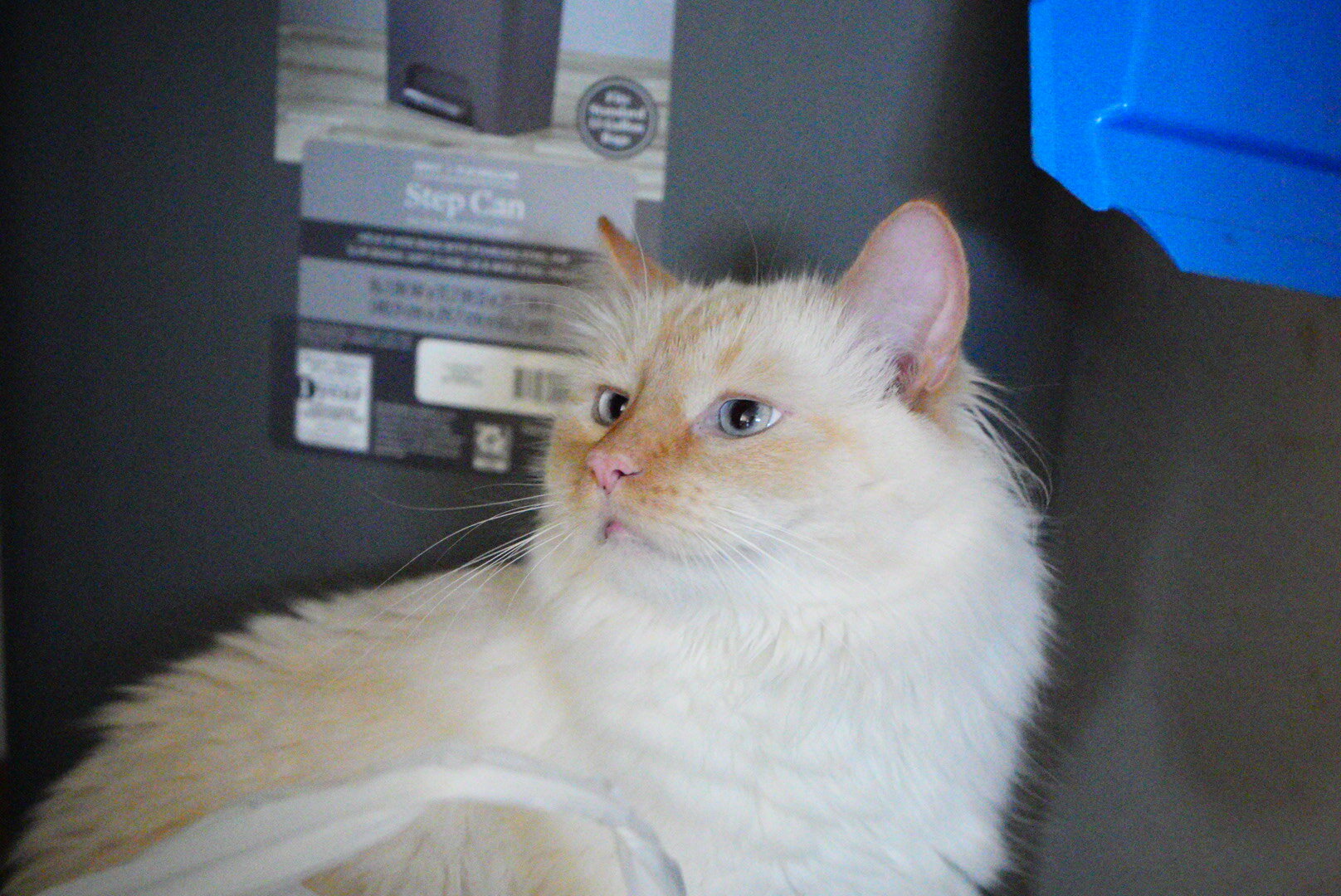 Flame point Ragdoll image 2