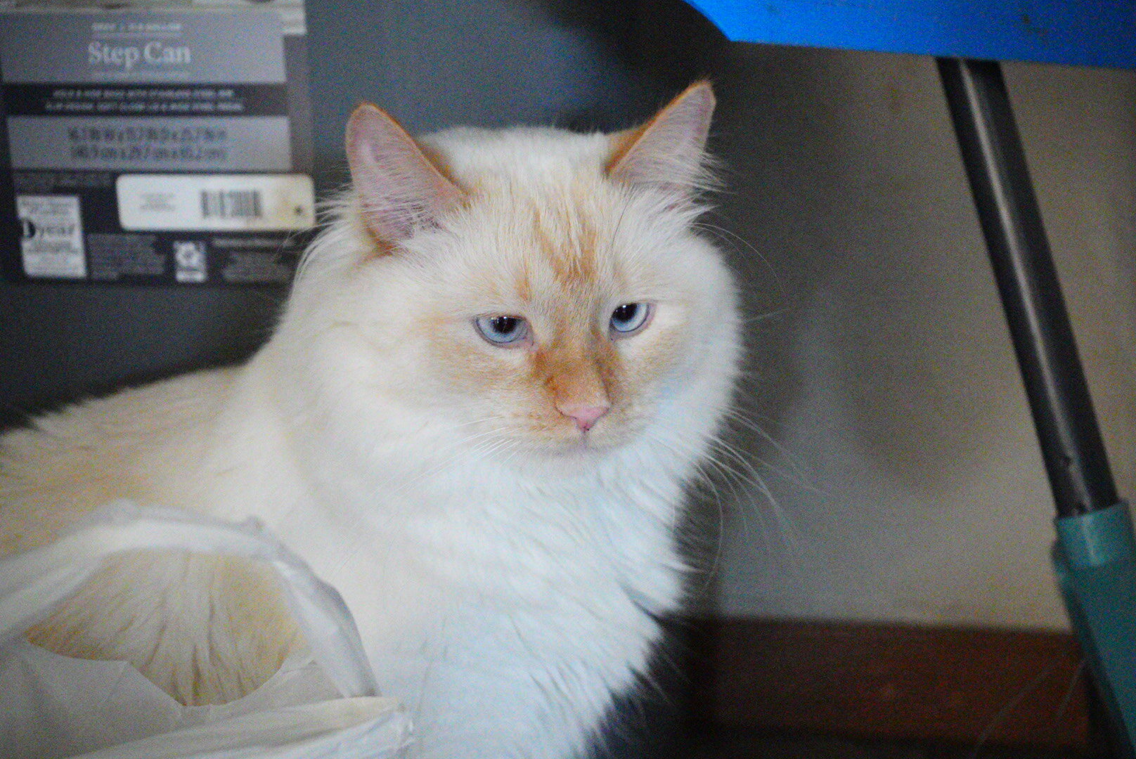 Flame point Ragdoll image 5