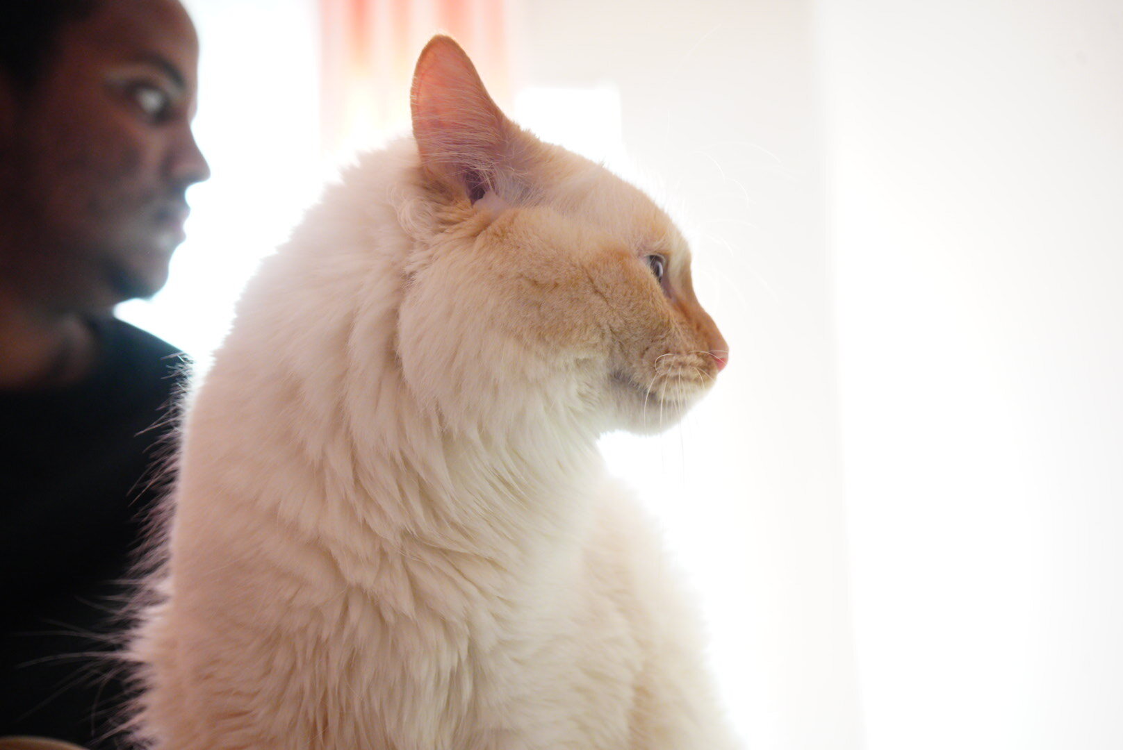 Flame point Ragdoll image 6