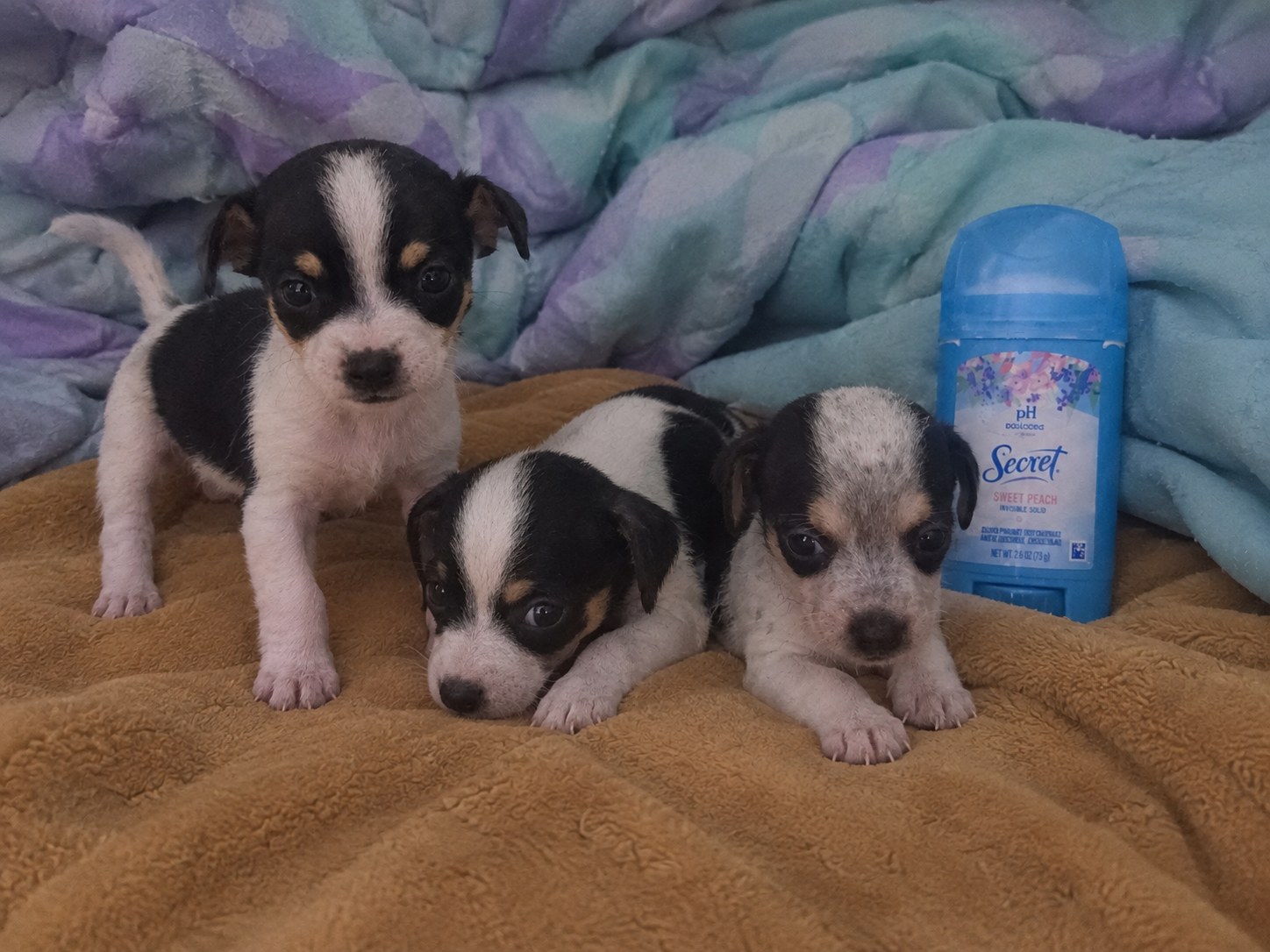 Mini dachshund/ toy chihuahua puppies image 2