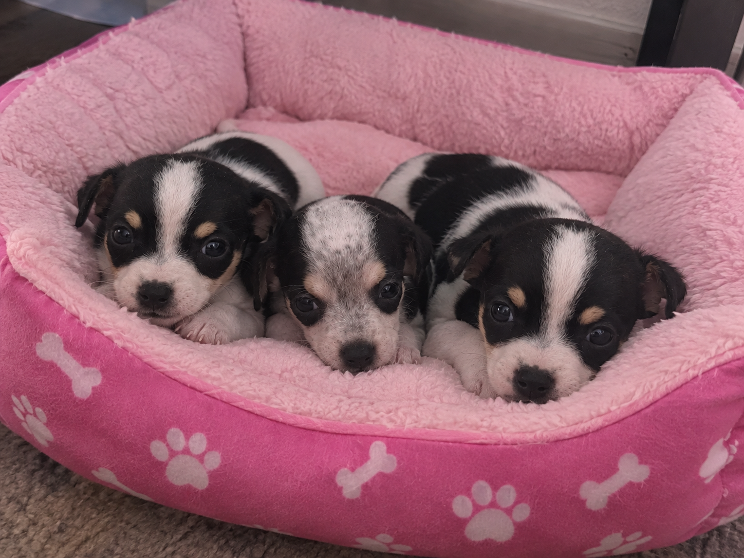 Mini dachshund/ toy chihuahua puppies image 1