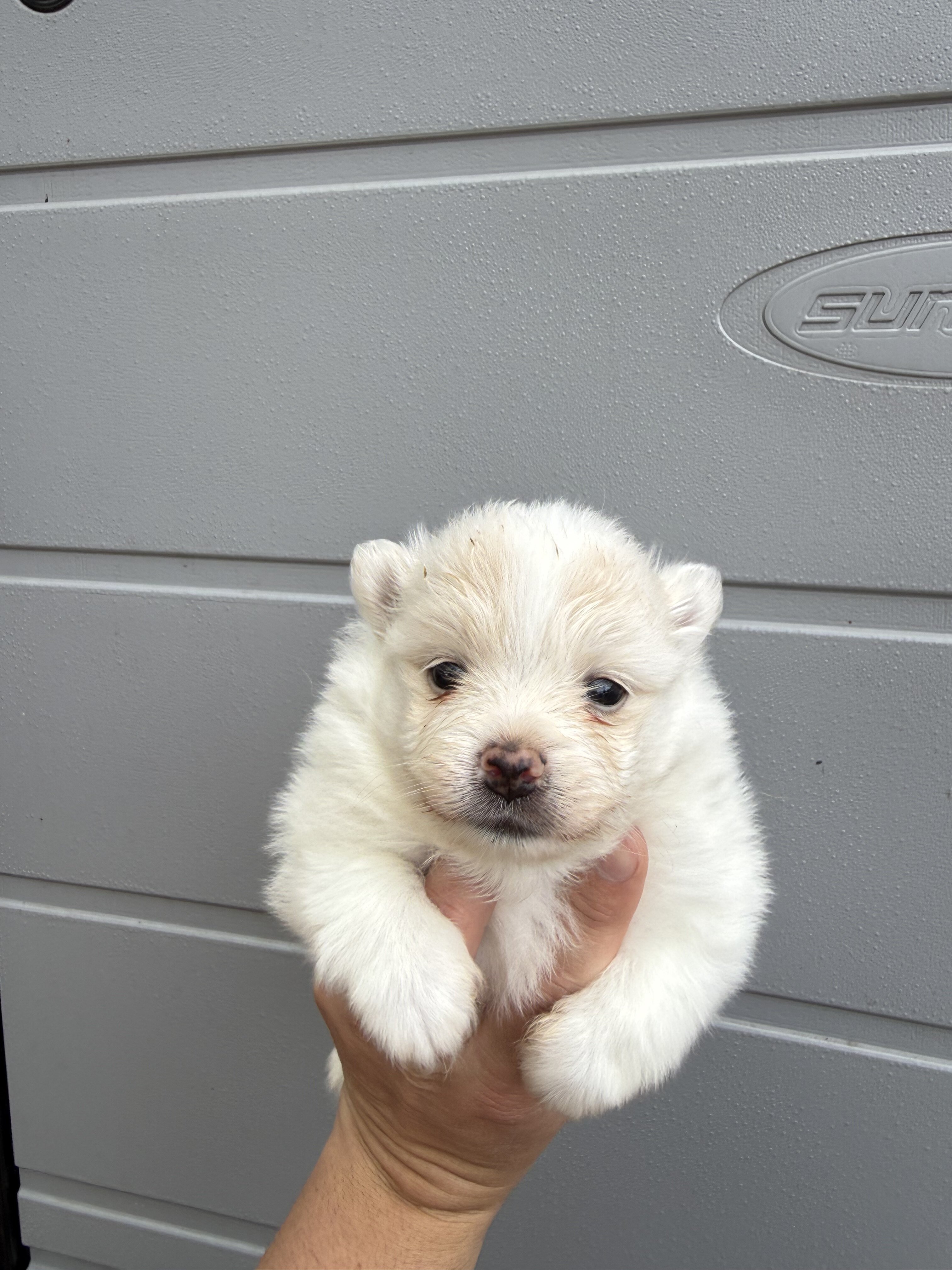 Pomeranian puppy image 2
