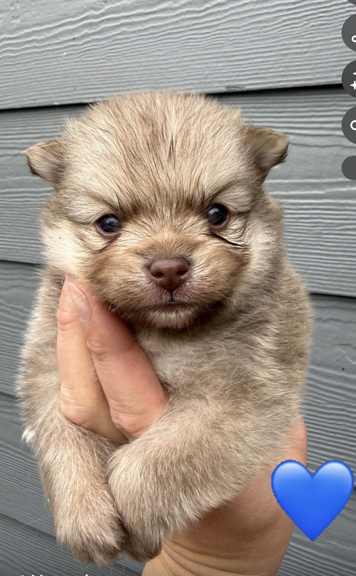 Pomeranian puppy image 1
