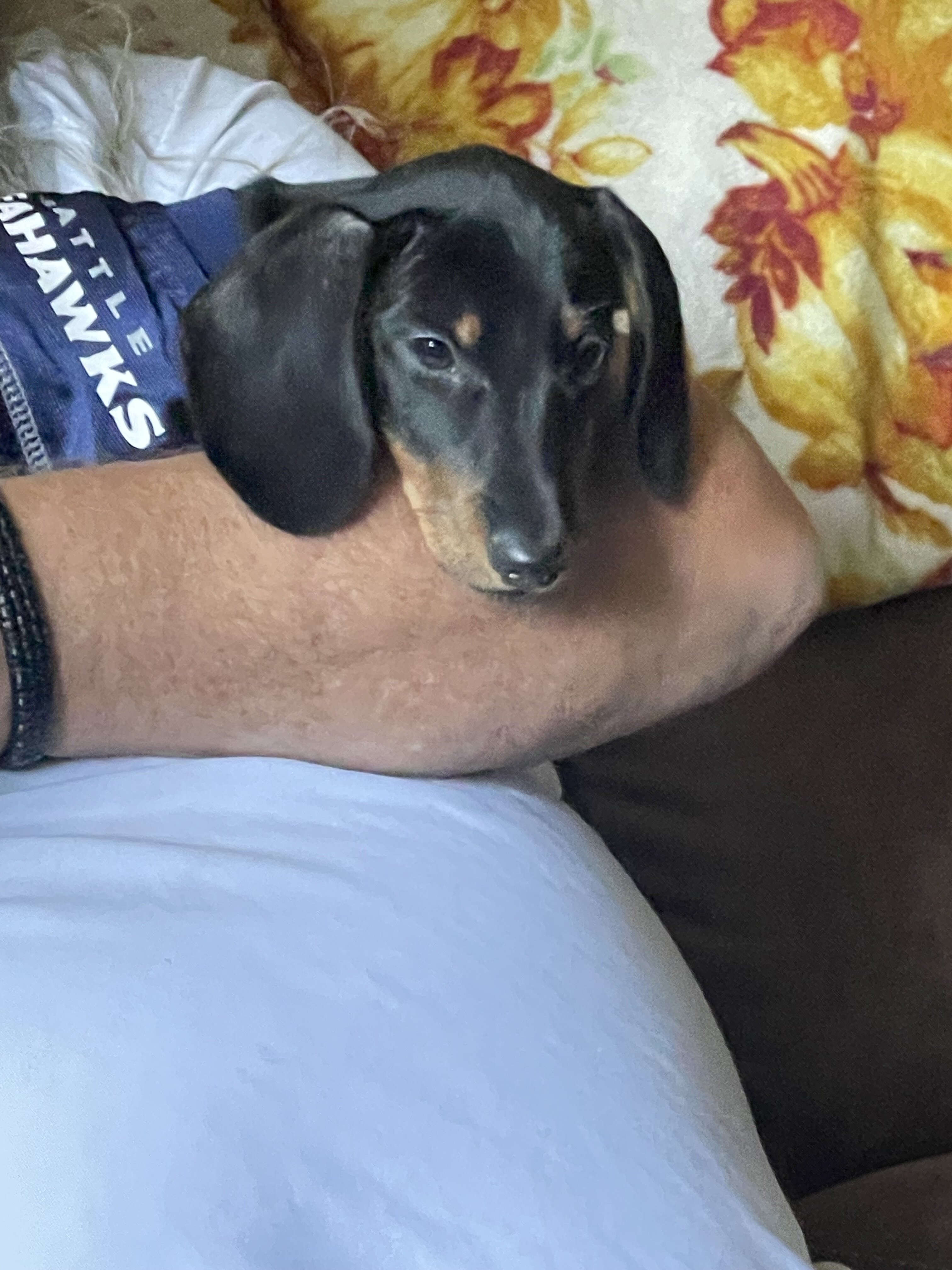 Mini dachshund male puppy image 1